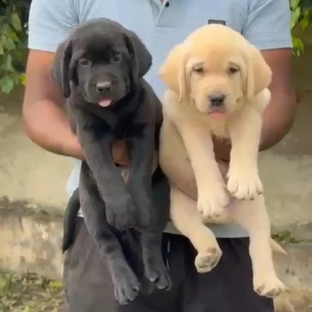 breeder
