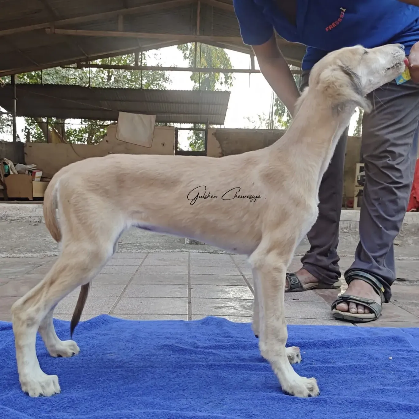 puppie_image