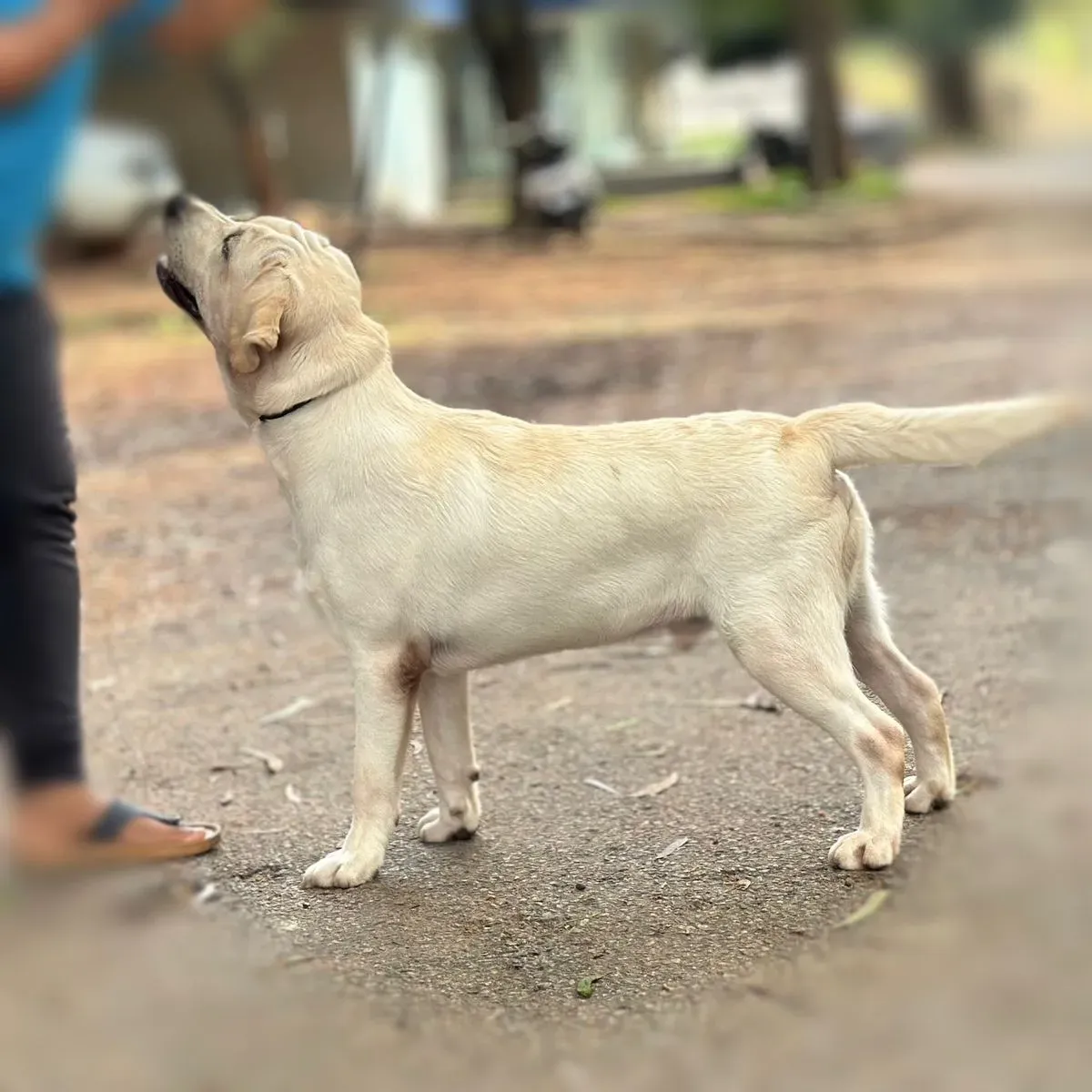 puppies_image