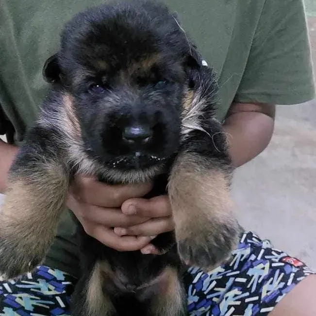 puppies_image