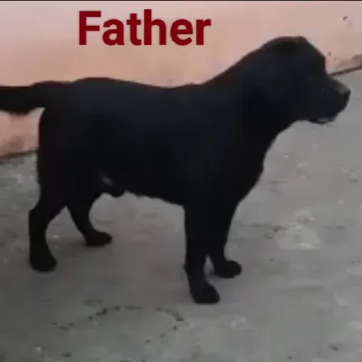 puppie_image