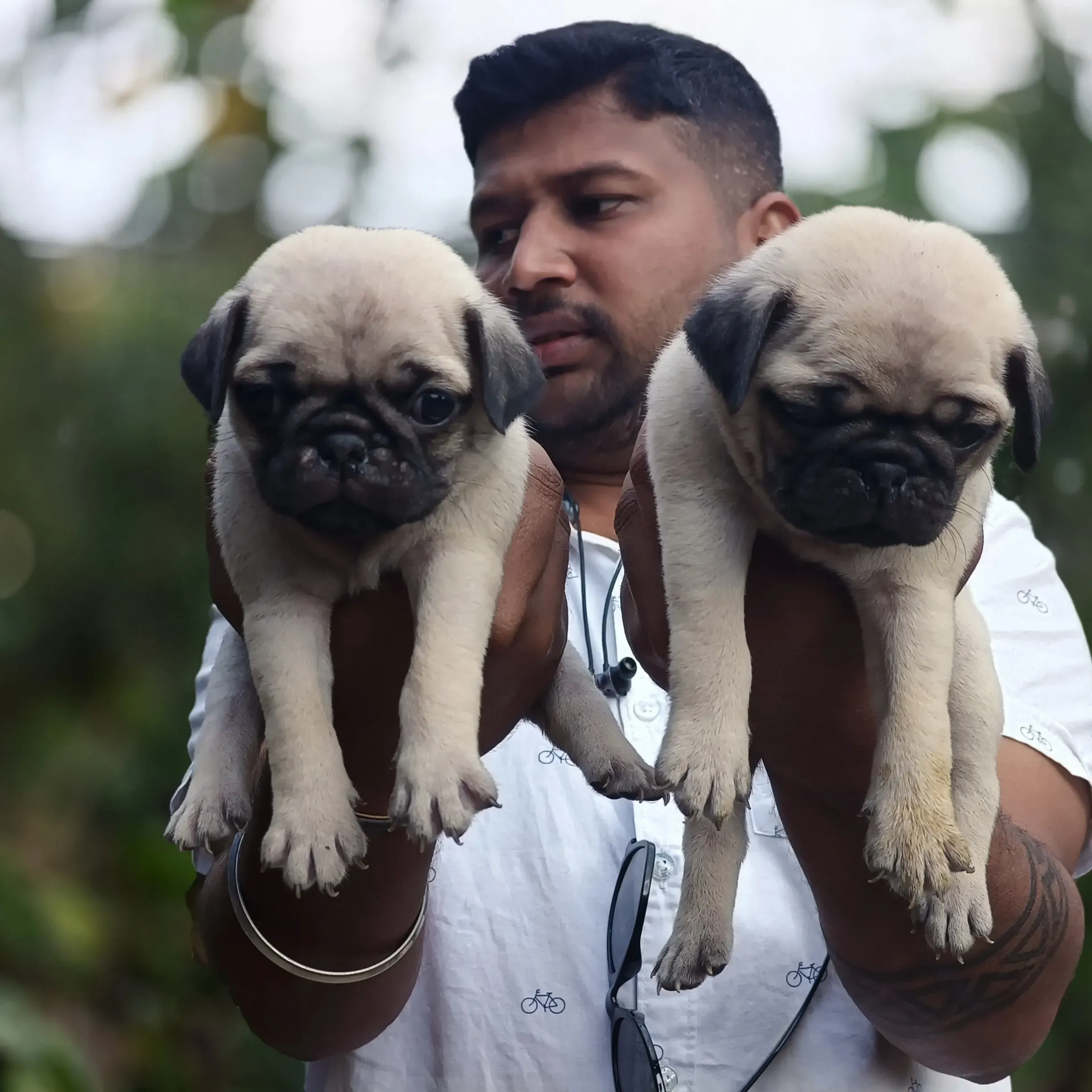 puppies_image