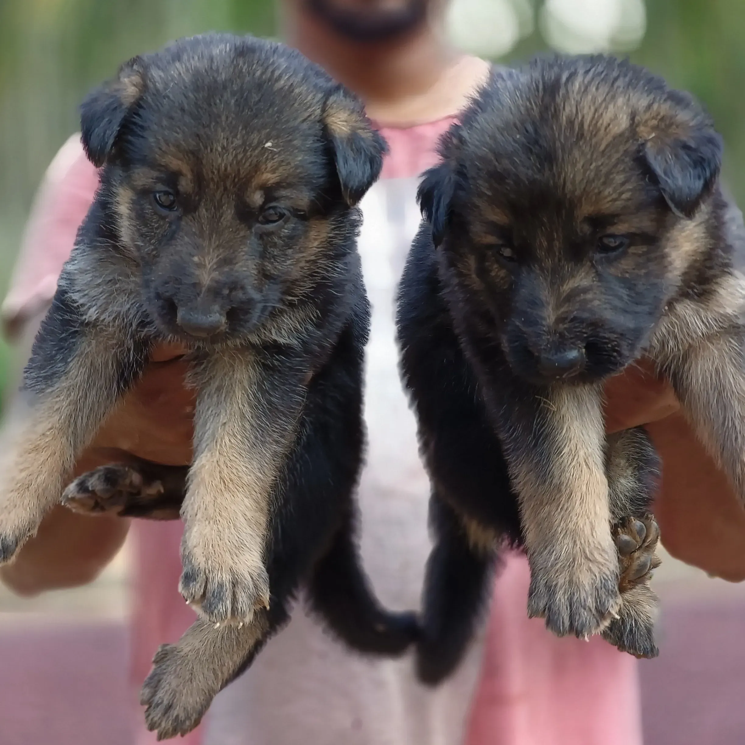 puppies_image