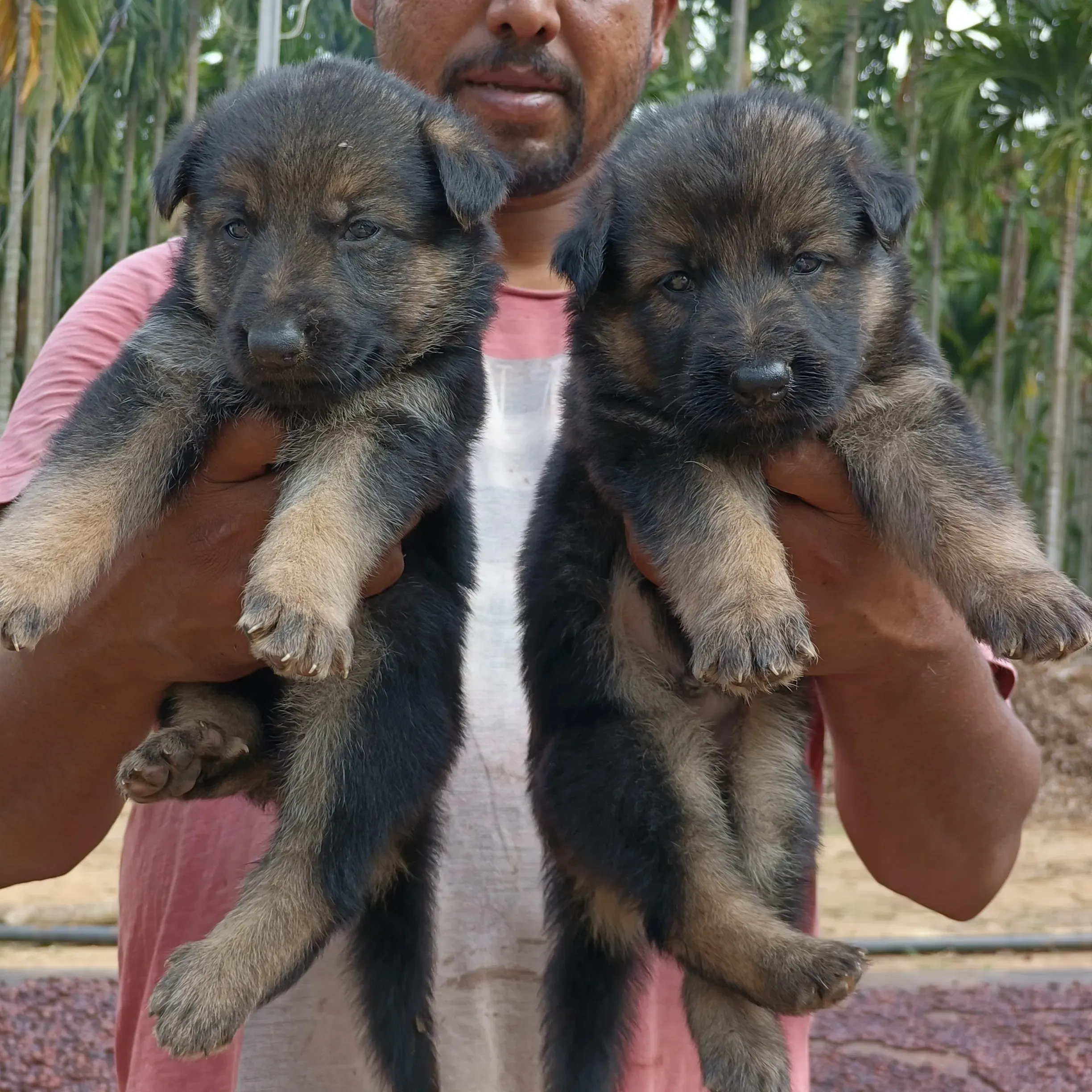 puppies_image