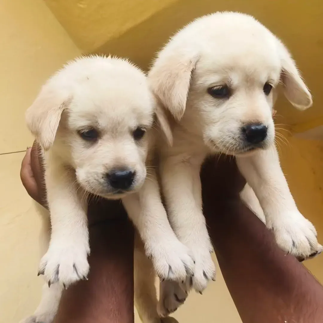 puppies_image