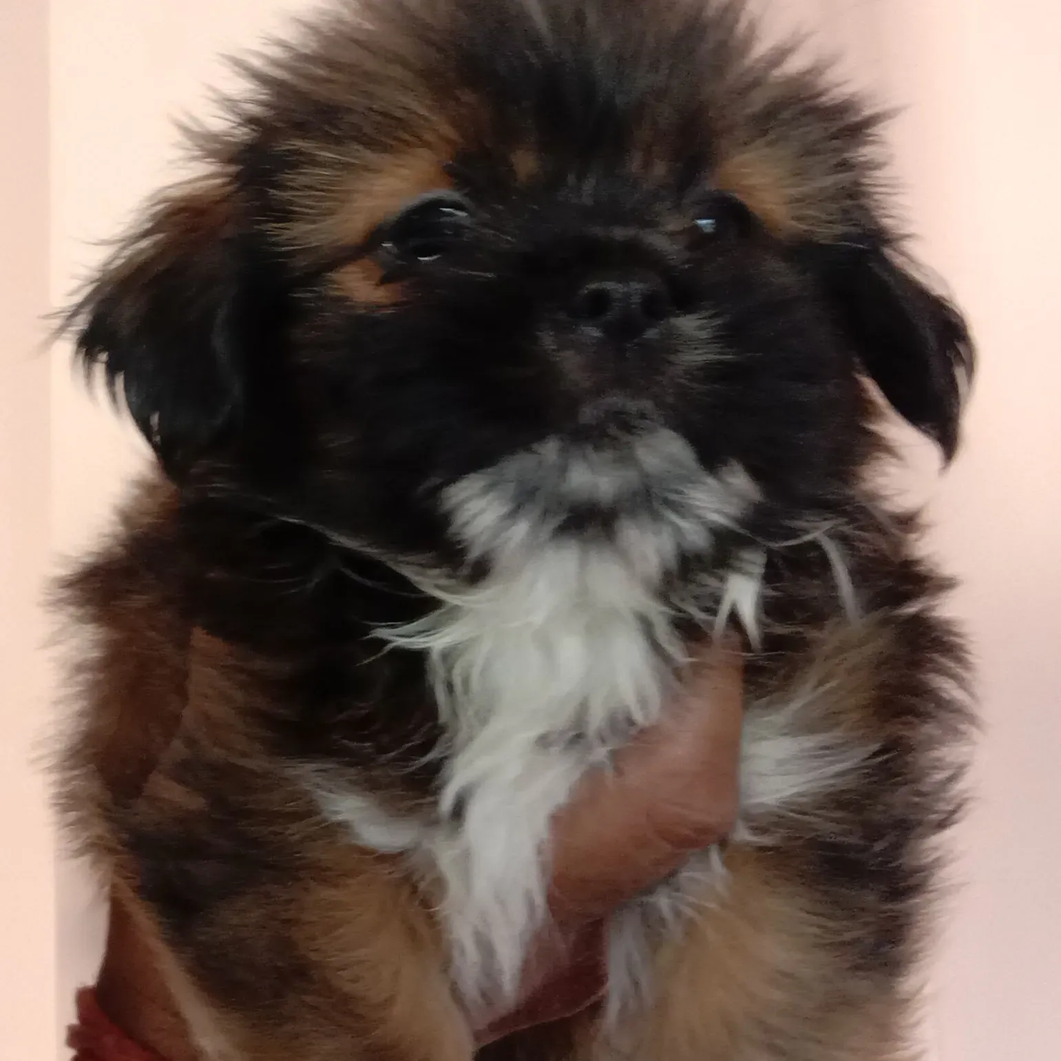 puppies_image