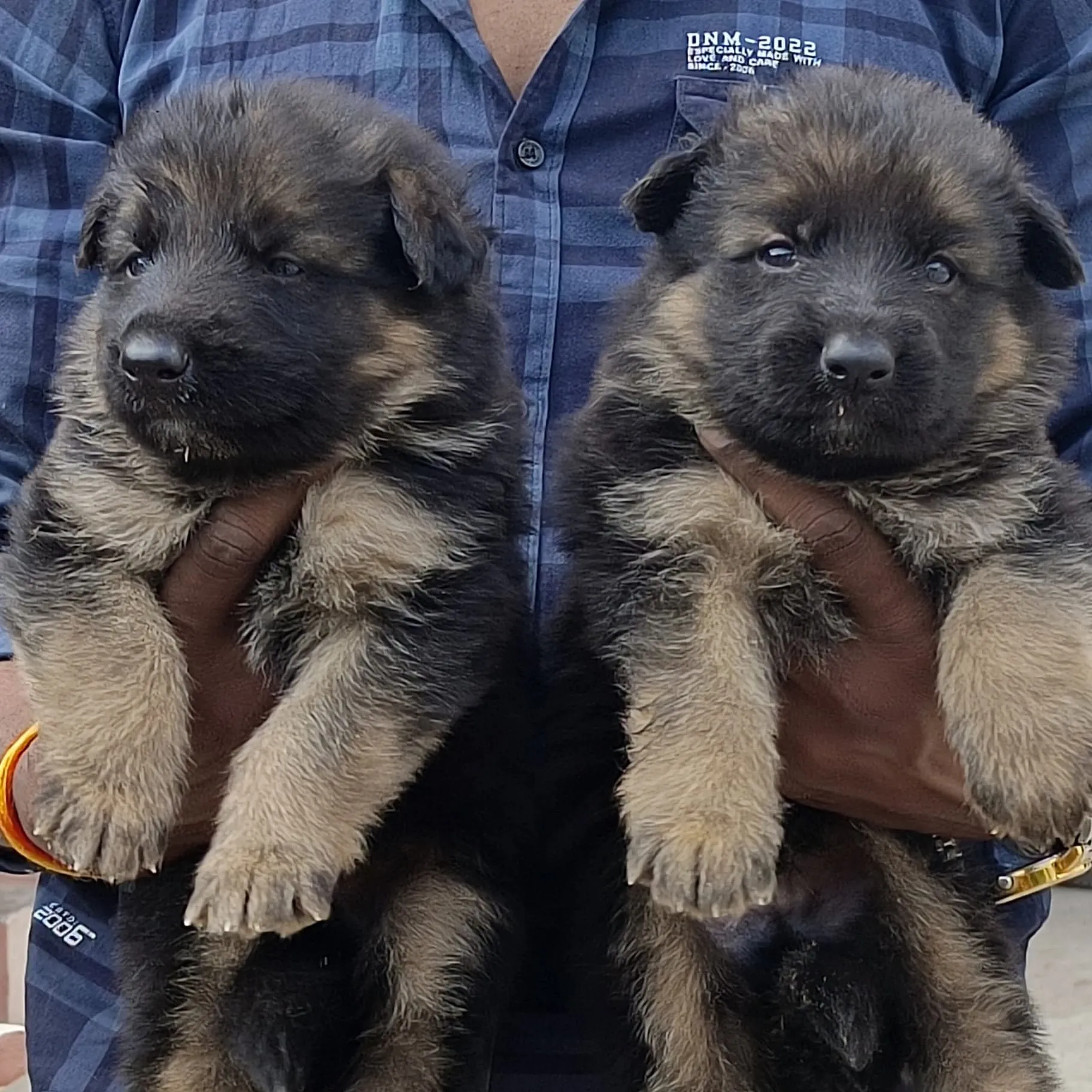 puppies_image