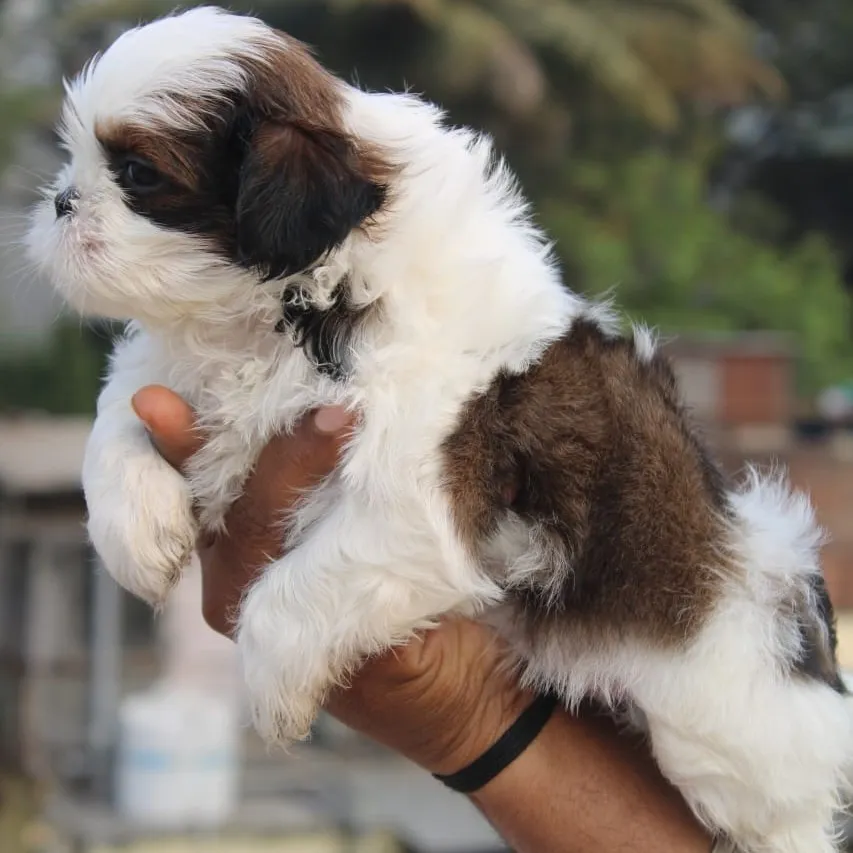 puppies_image