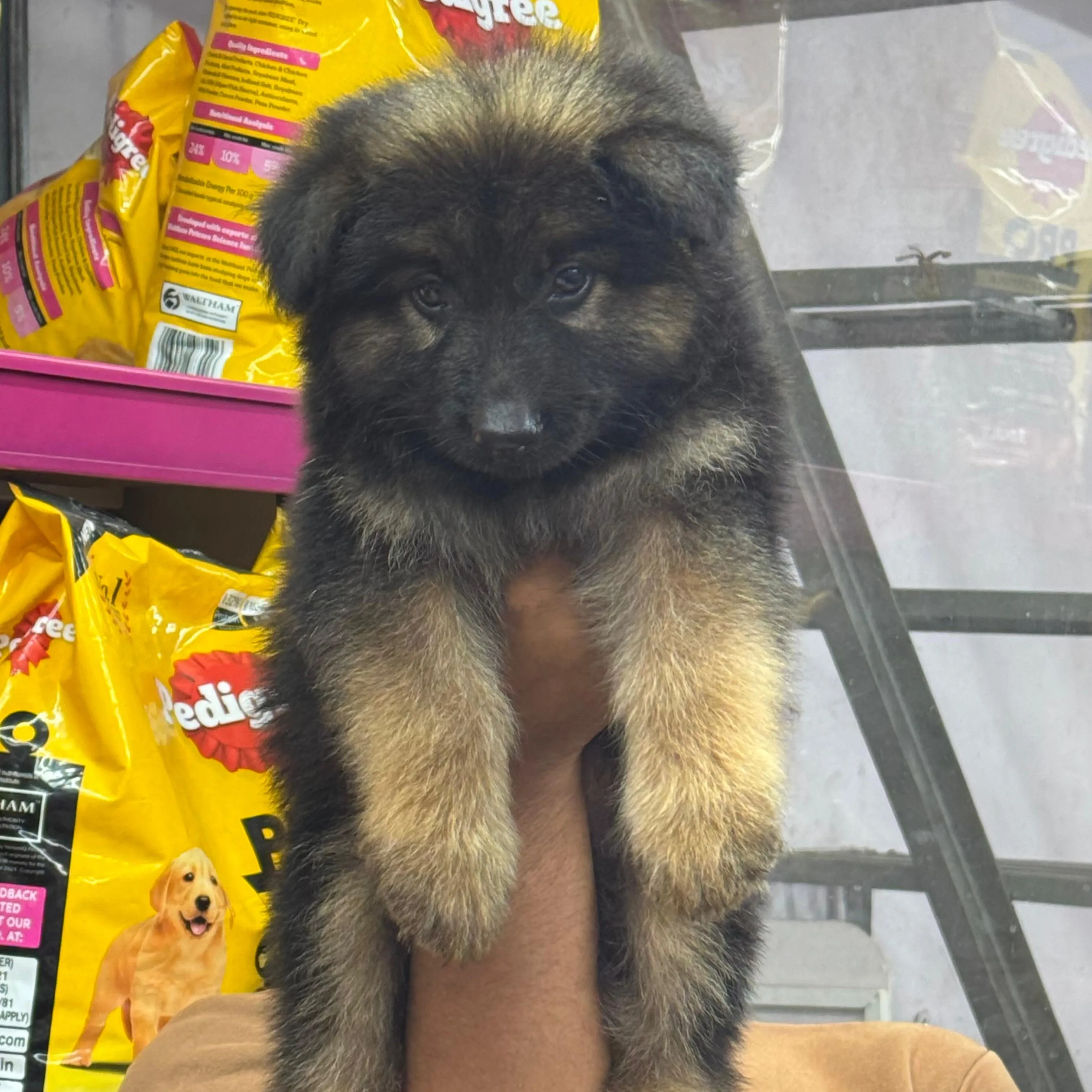 puppies_image