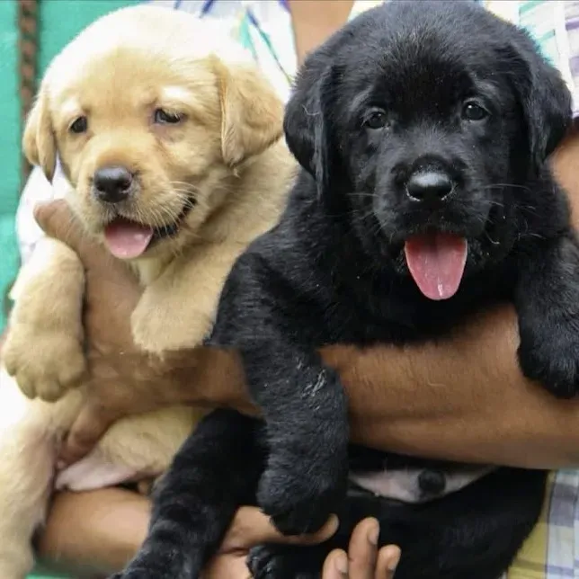 puppie_image