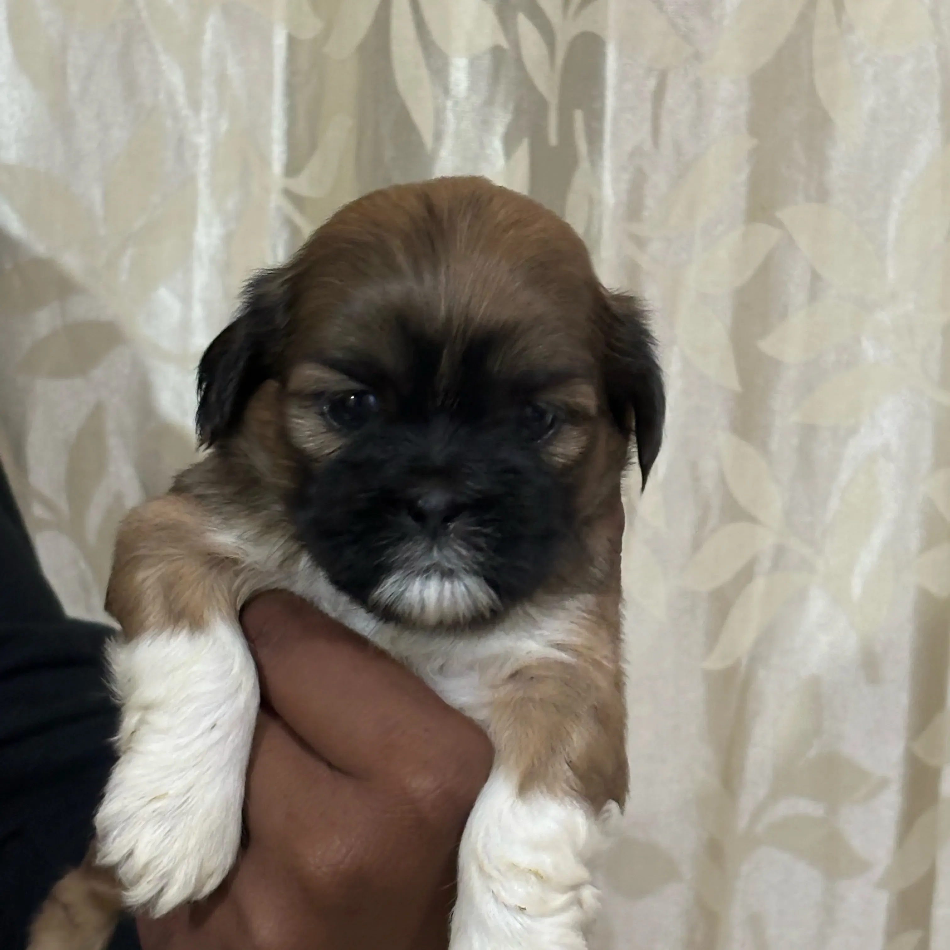 puppies_image