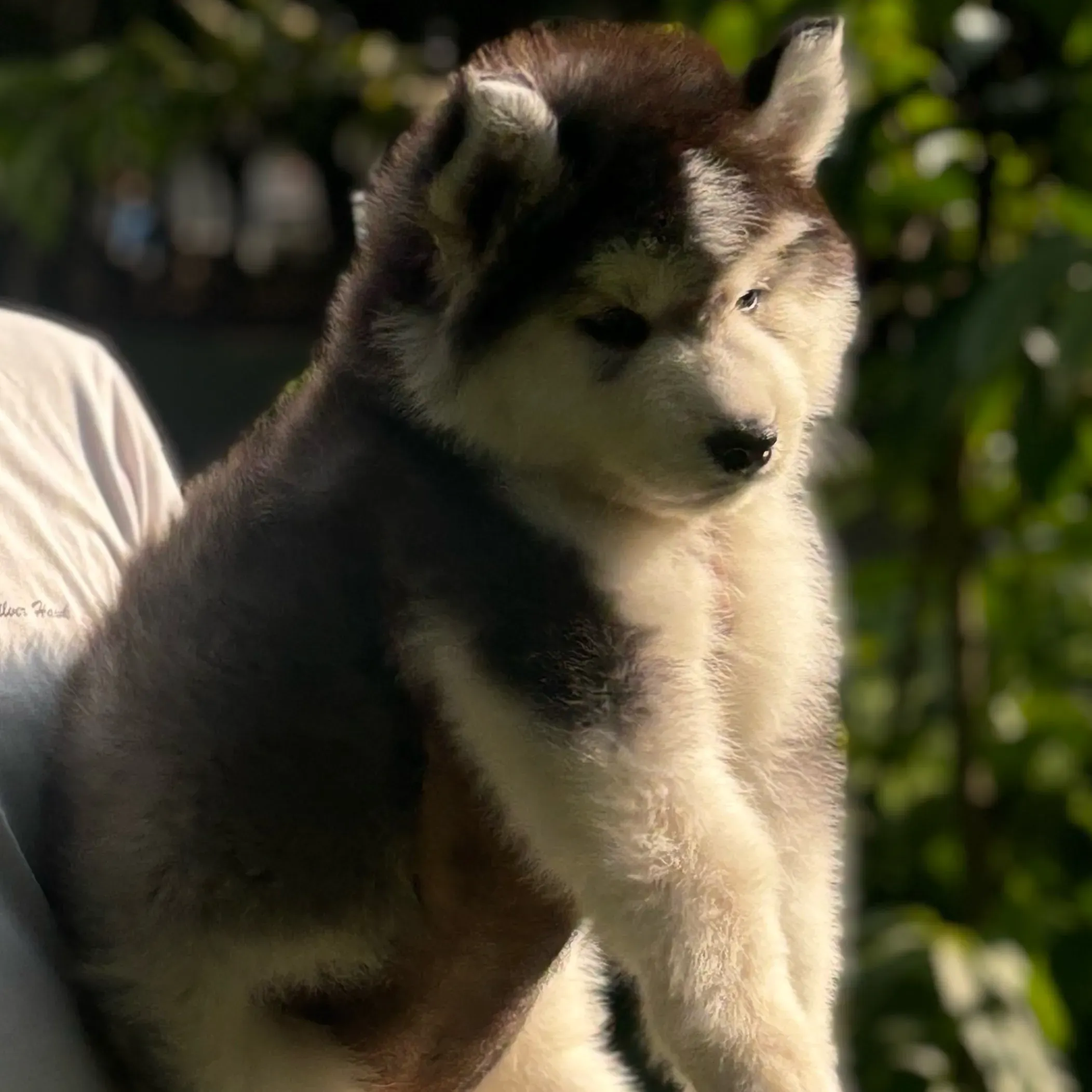 puppies_image