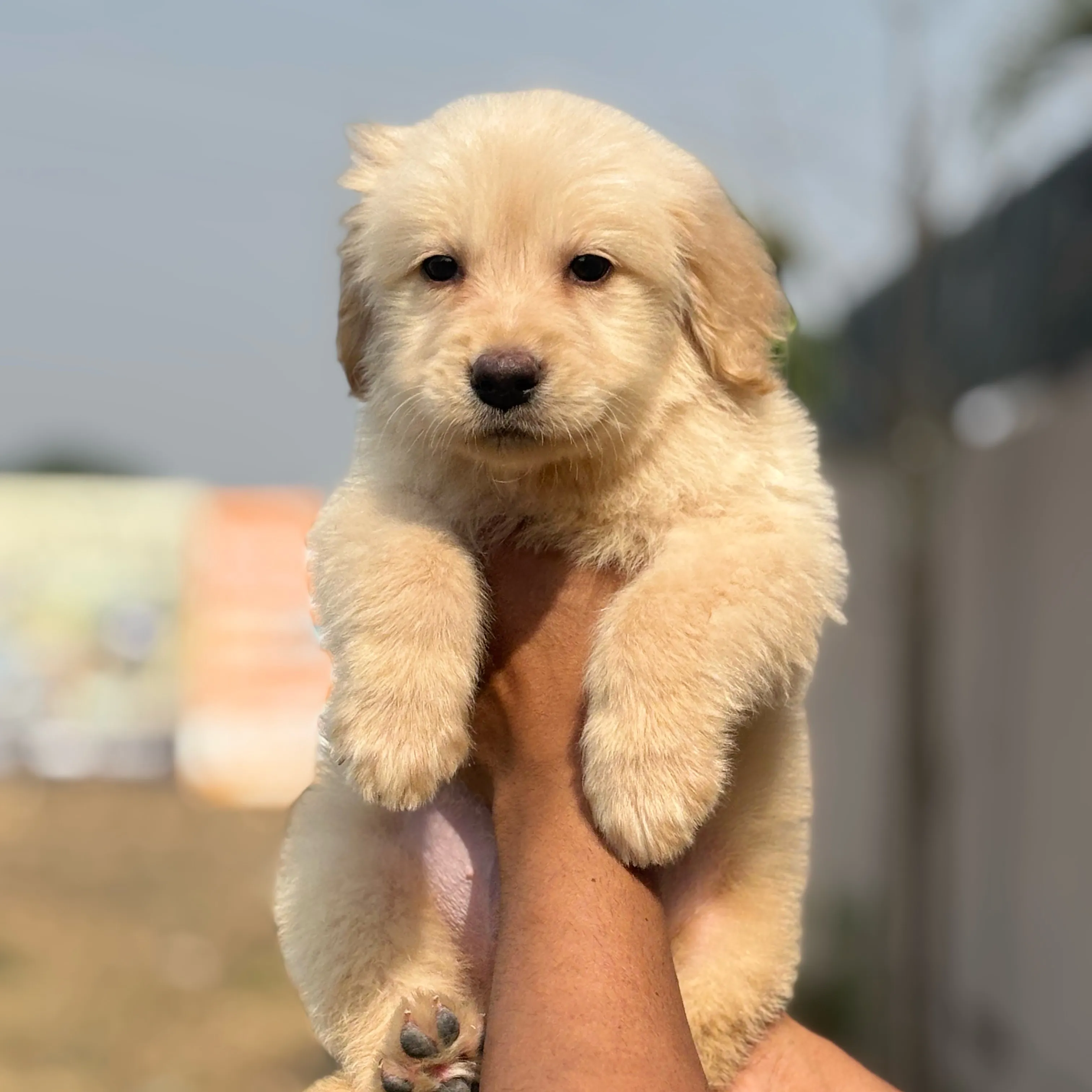 puppies_image