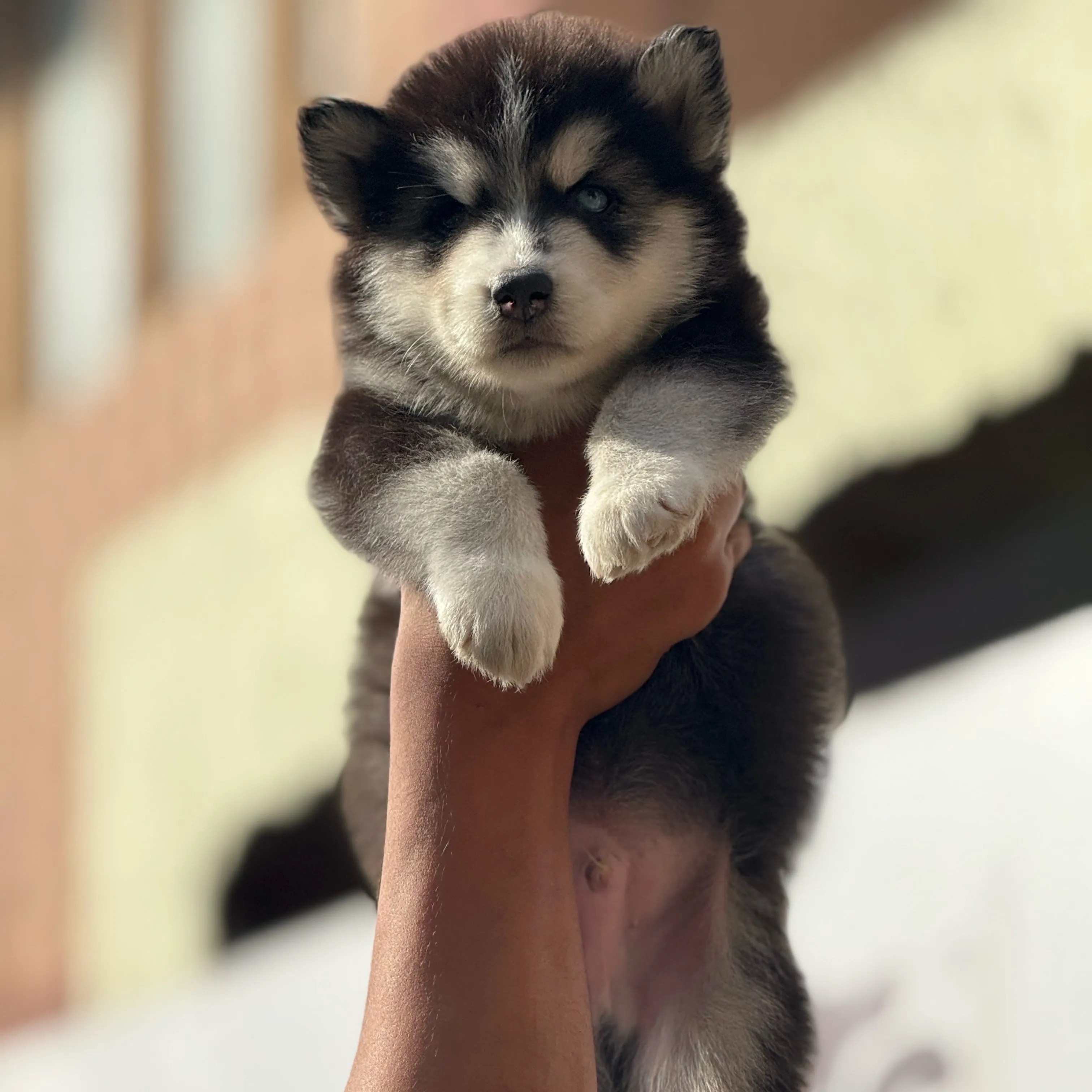 puppies_image