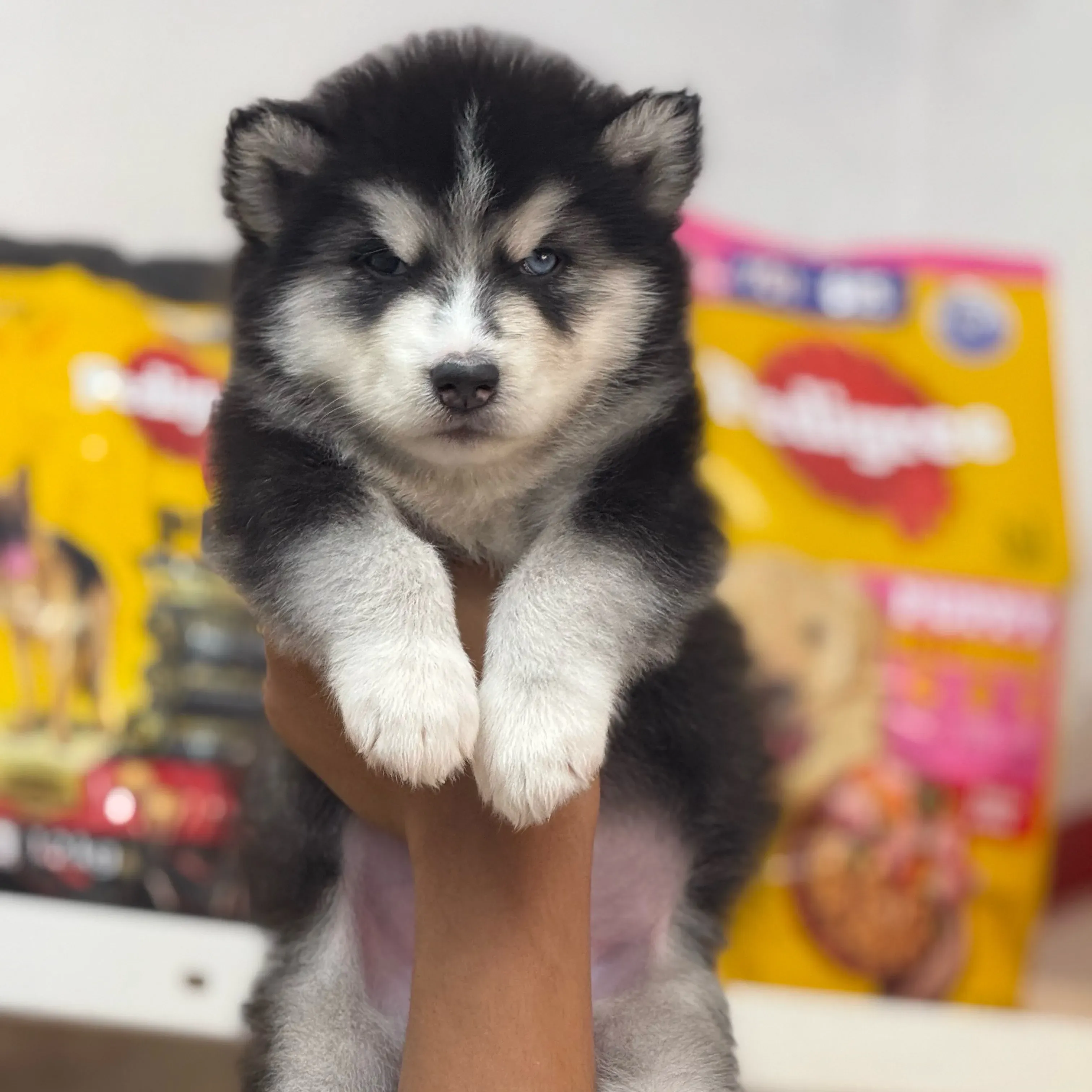 puppies_image