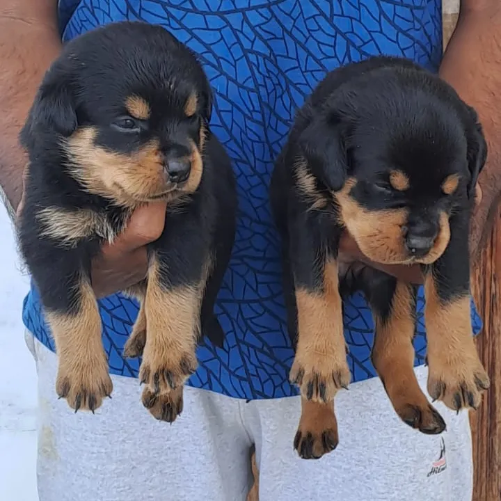 breeder
