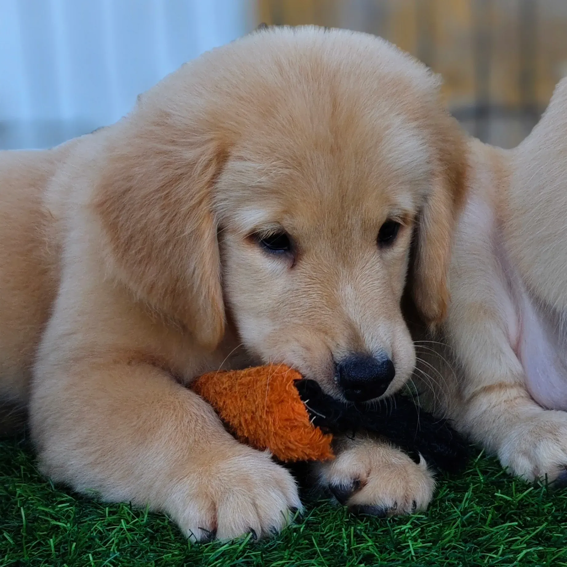 puppies_image
