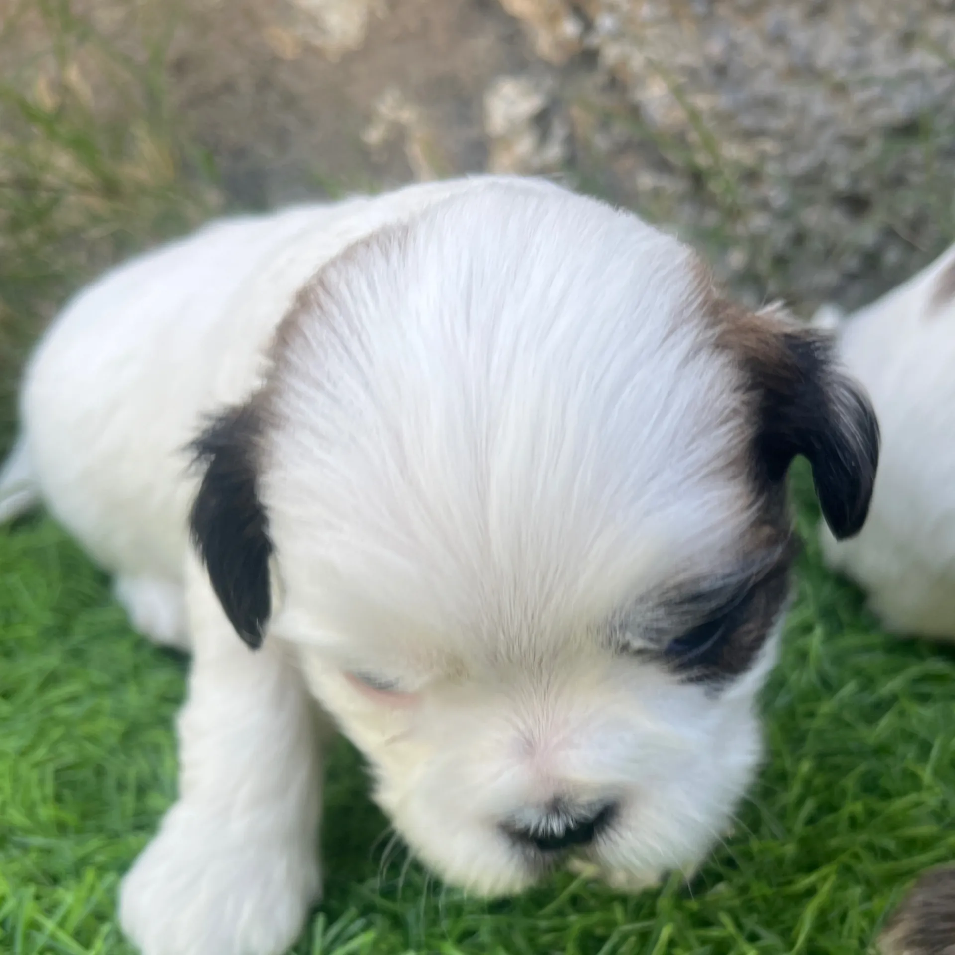 puppies_image