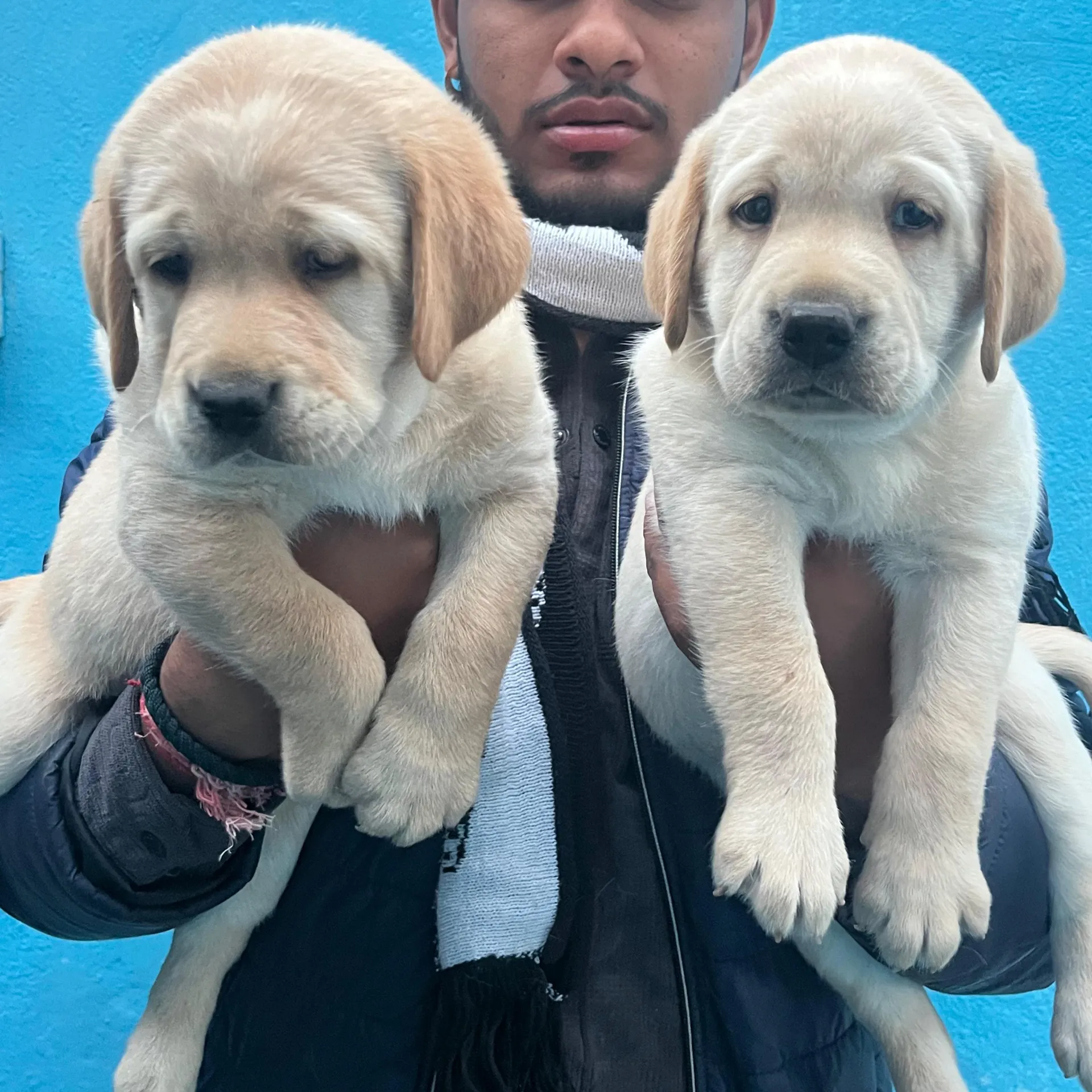 puppies_image