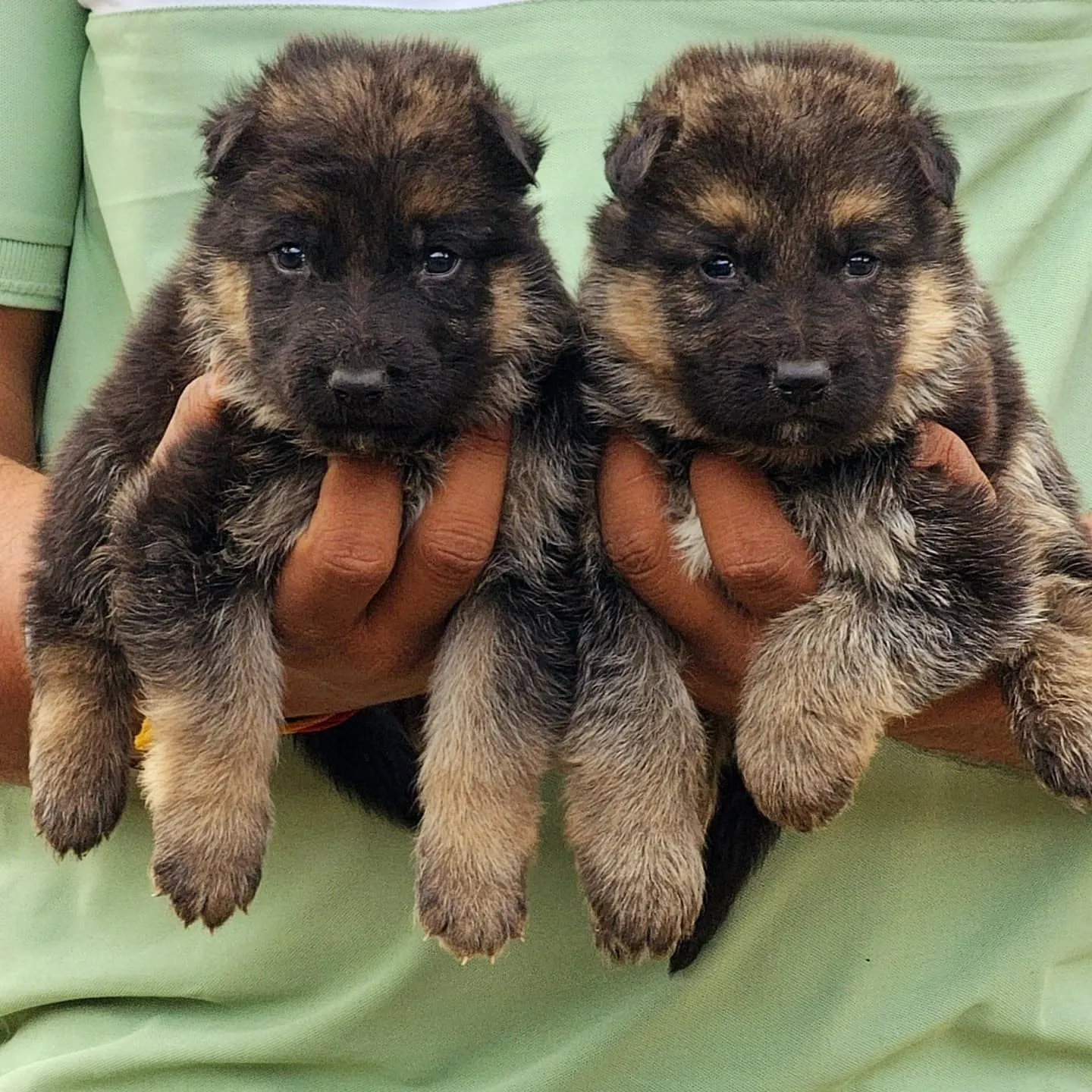 puppies_image