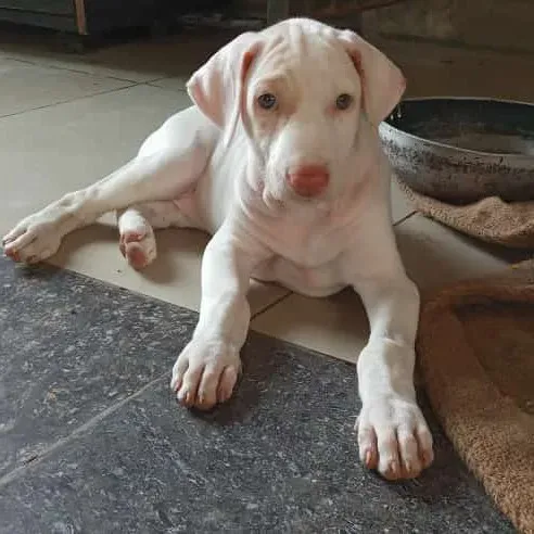 puppies_image
