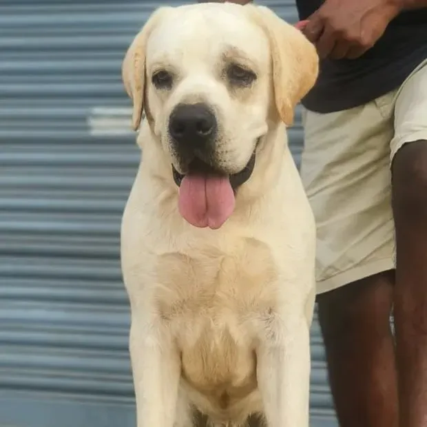 puppie_image