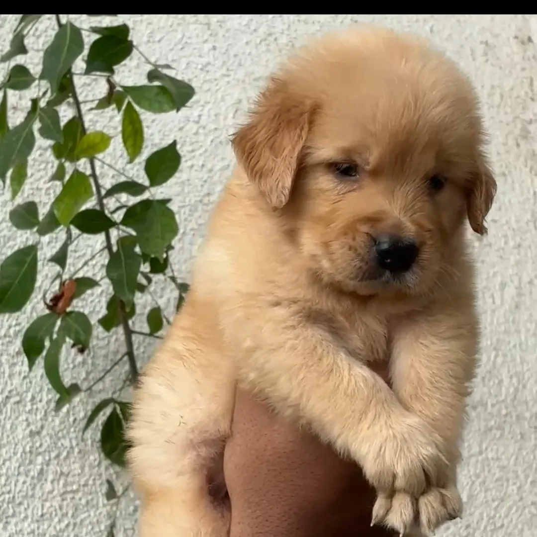 puppies_image