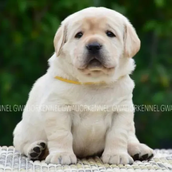 puppie_image