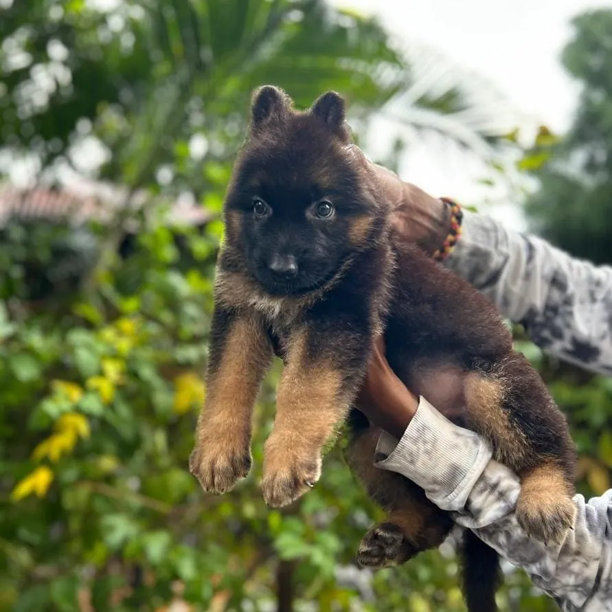 breeder