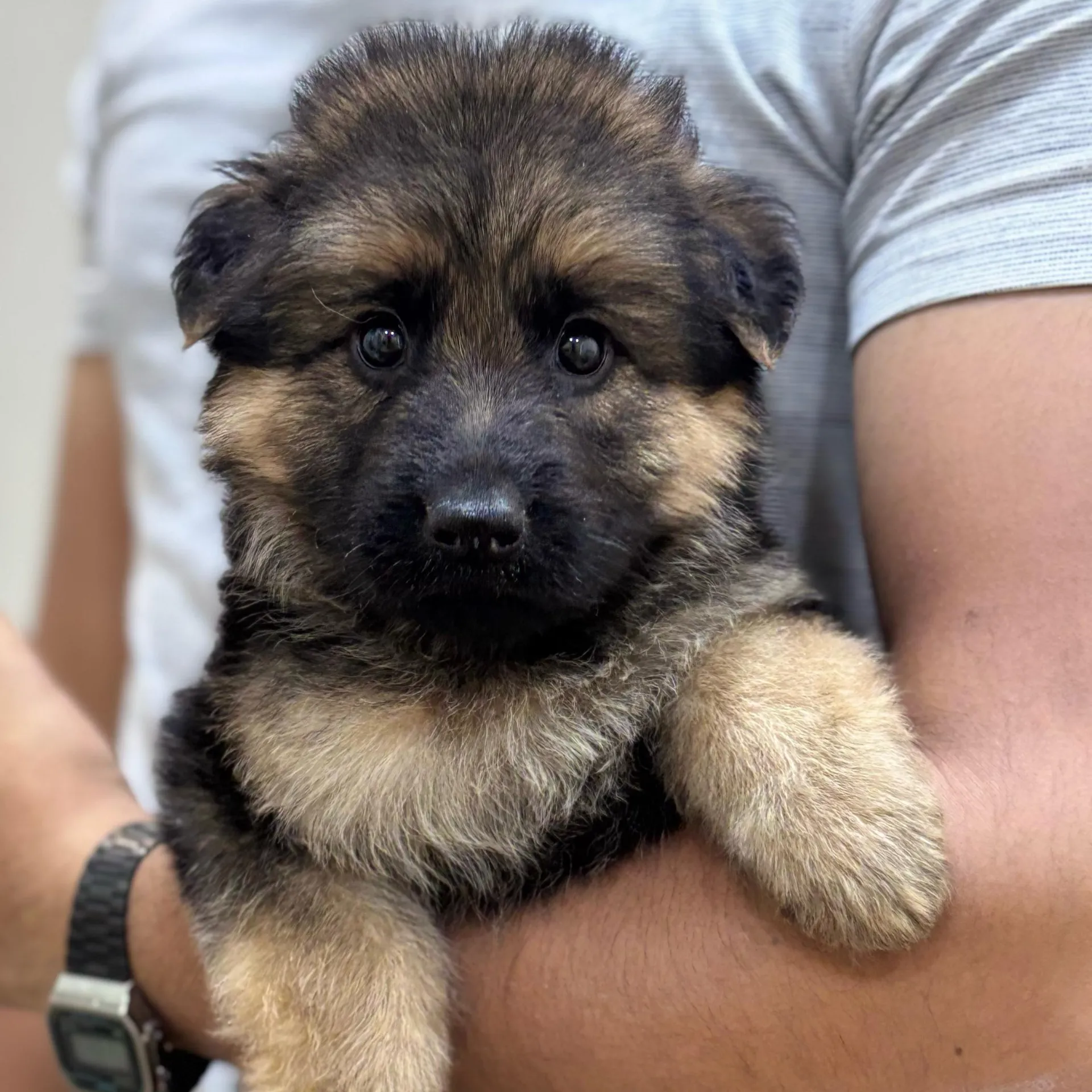 puppie_image