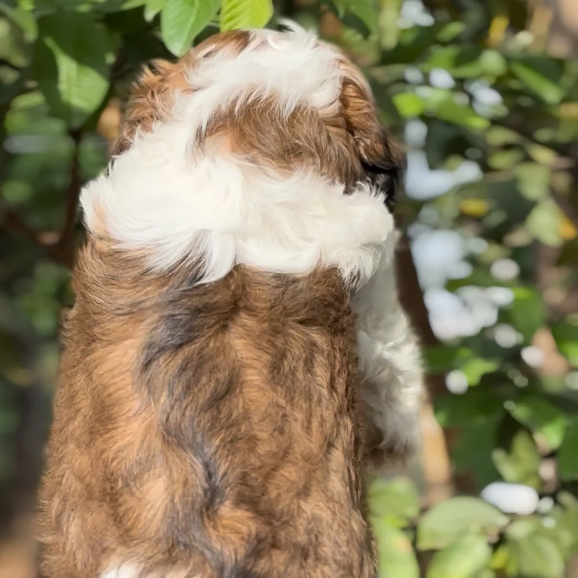 puppie_image