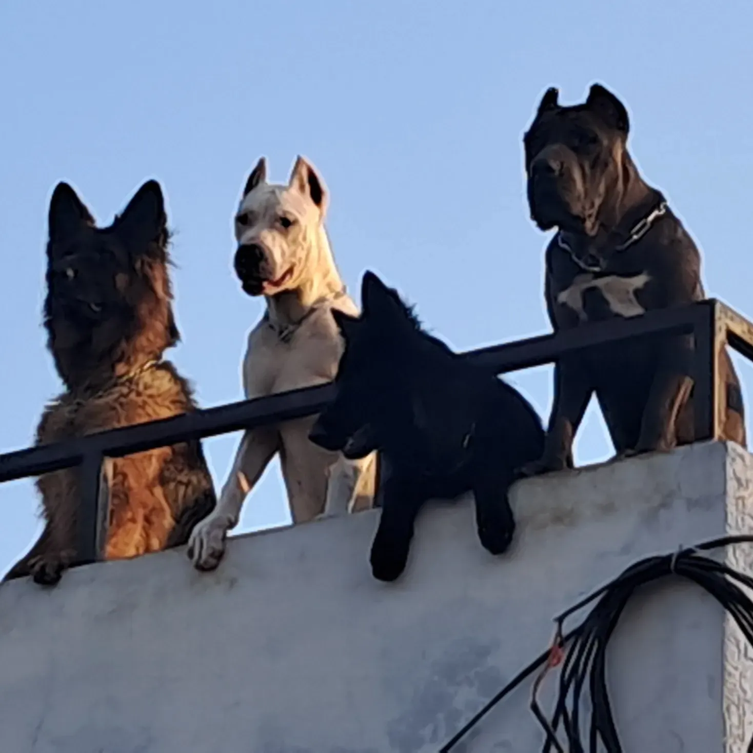 puppie_image