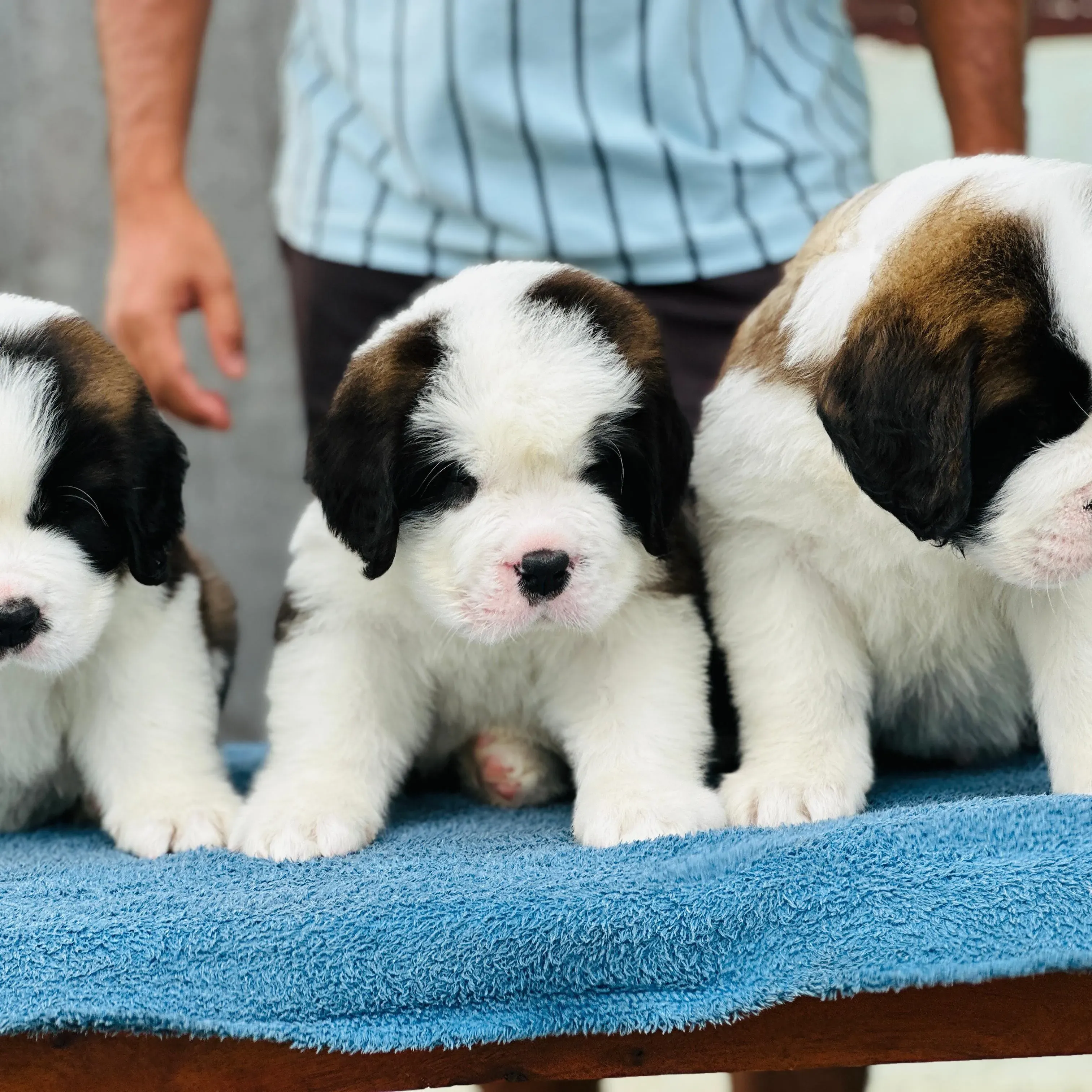 puppies_image