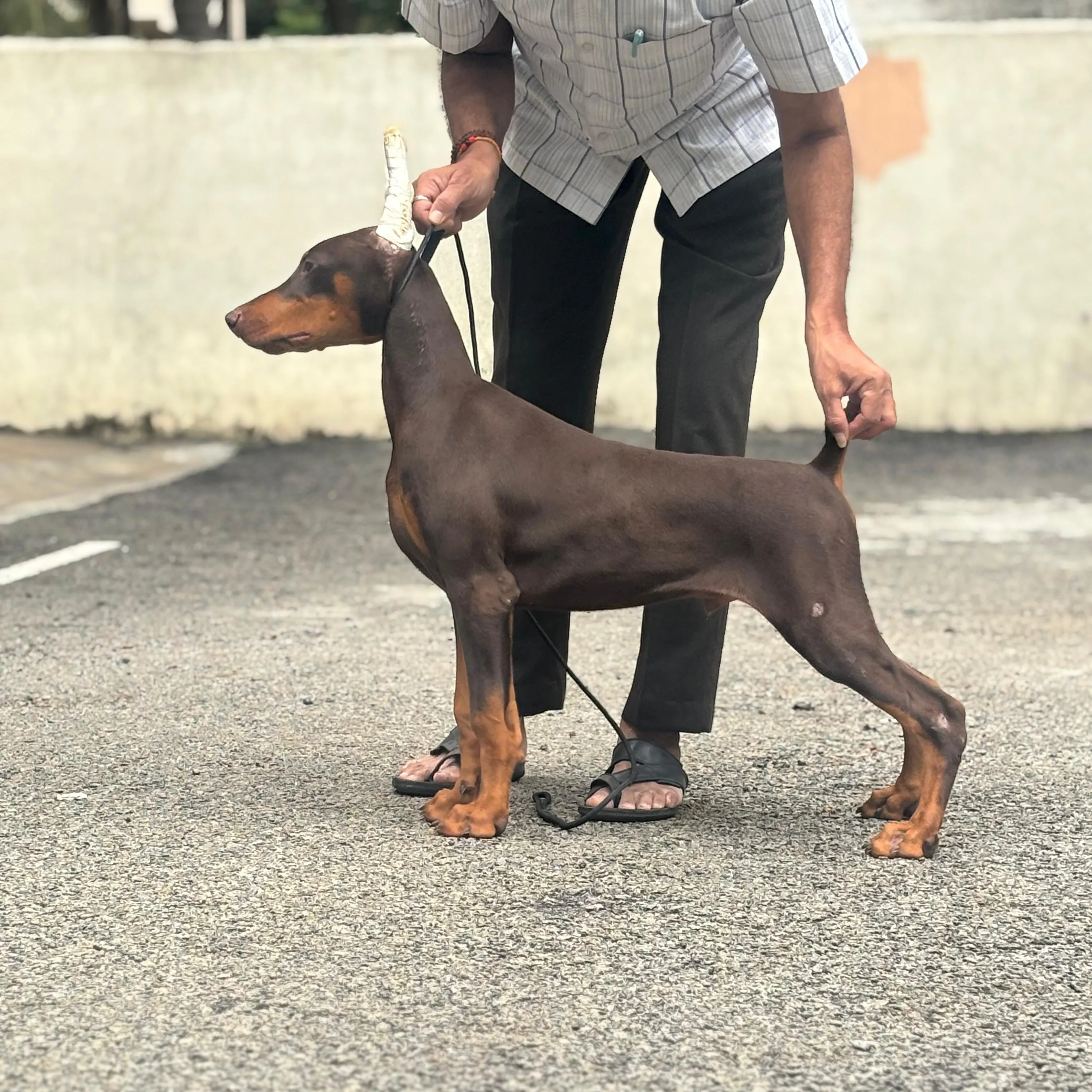 breeder