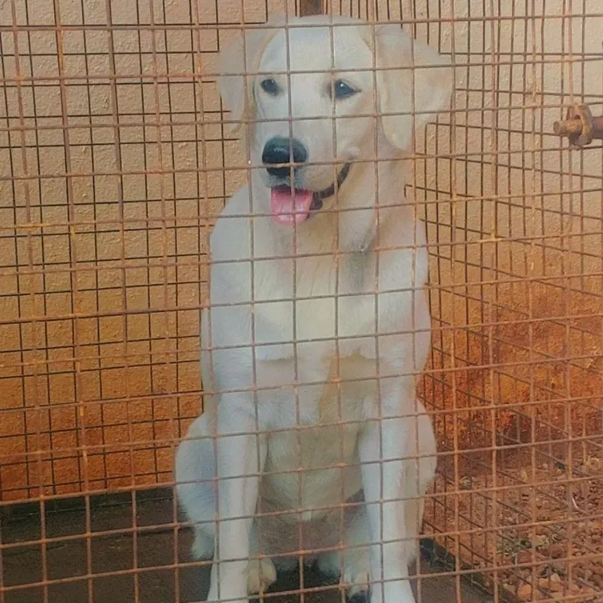 puppie_image