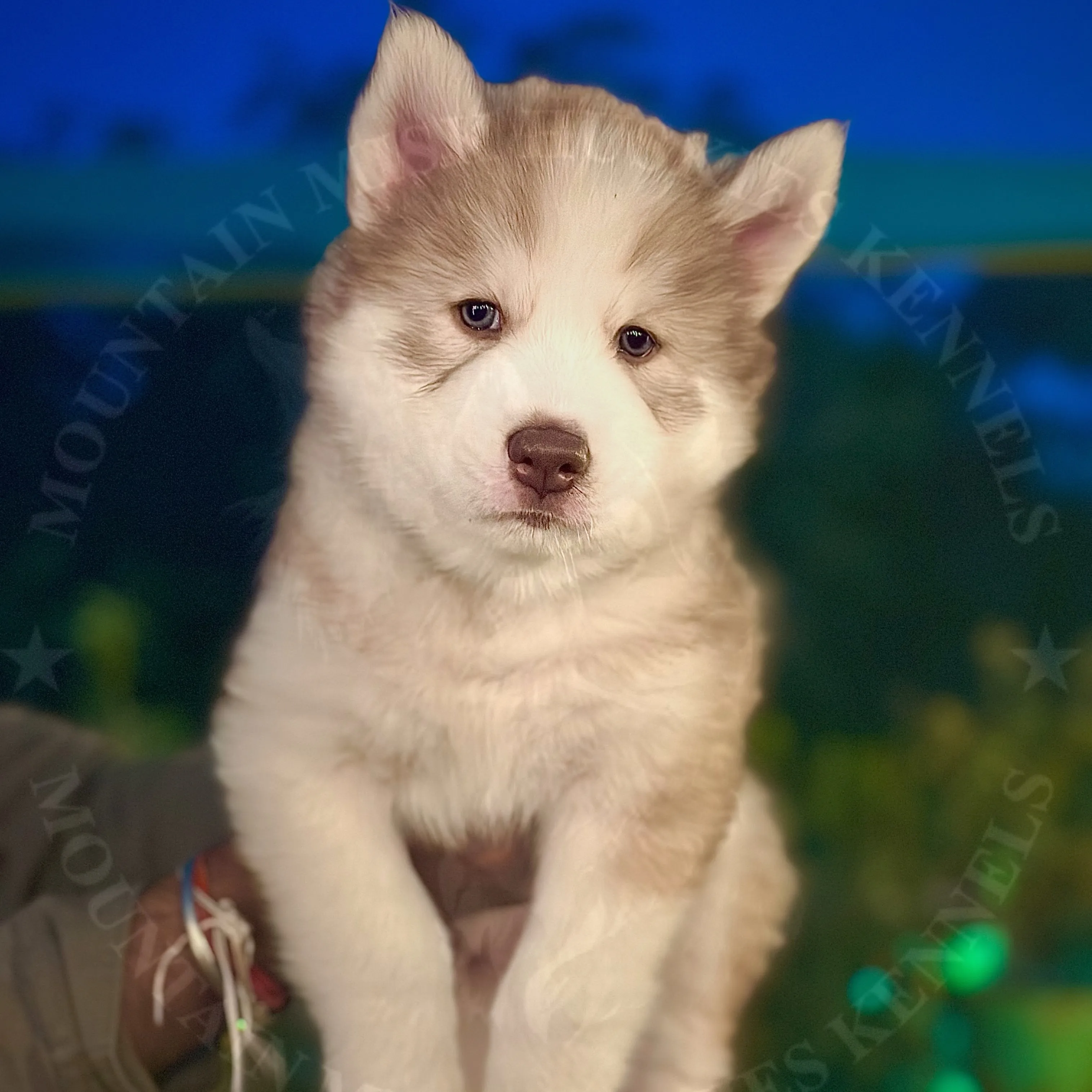 puppies_image