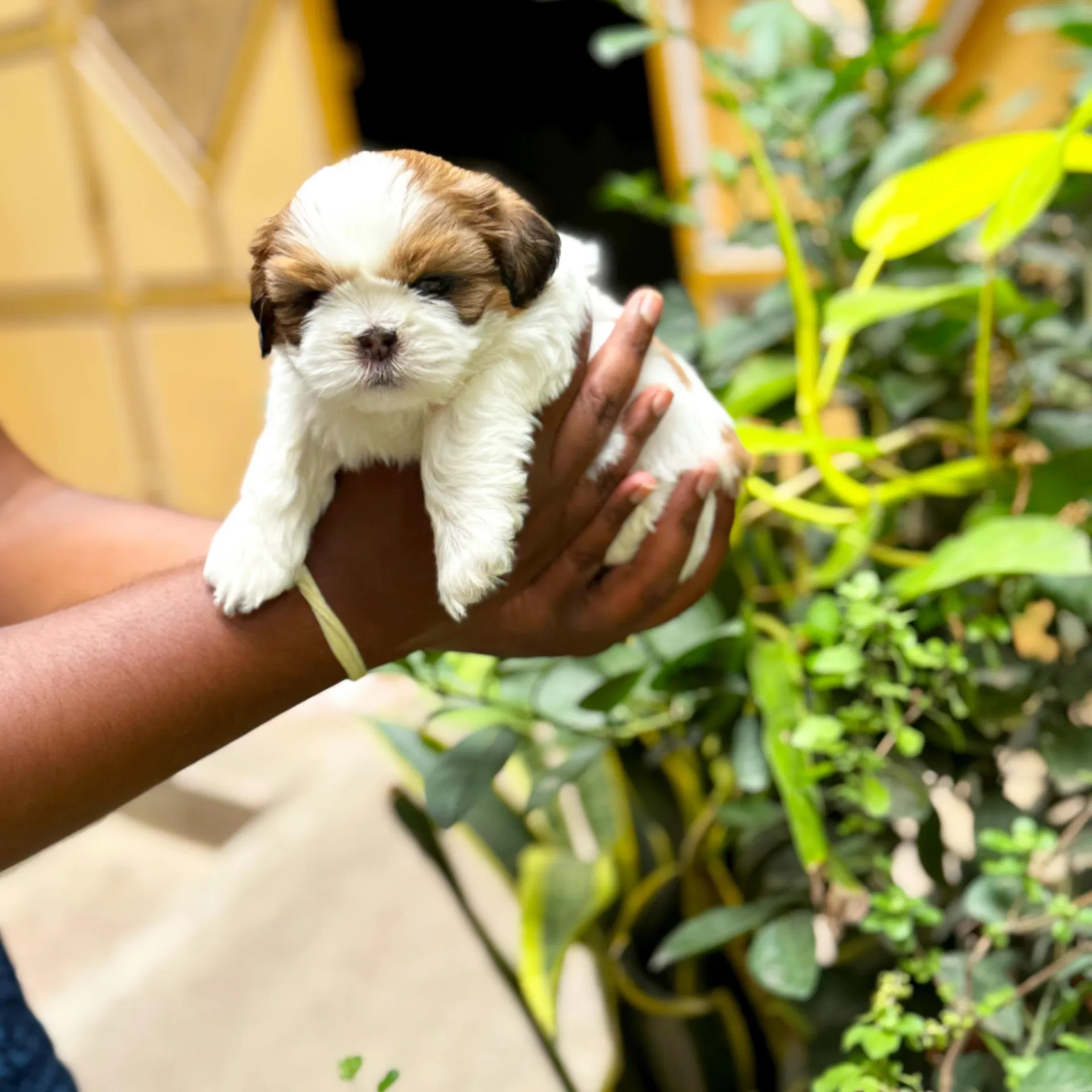 puppies_image