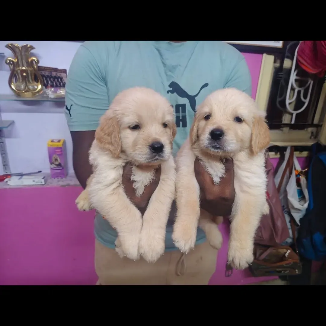 puppies_image