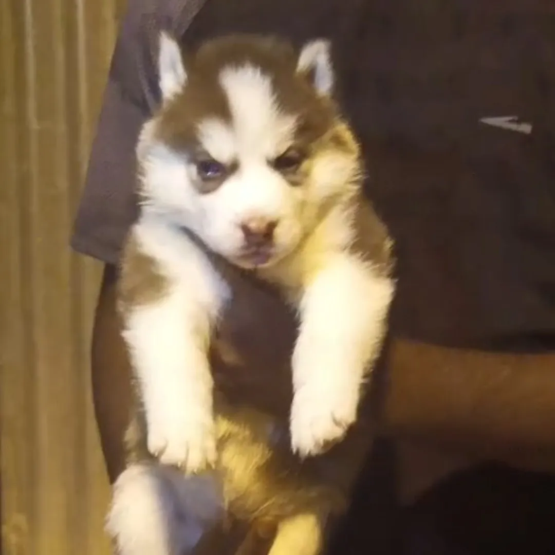 puppies_image