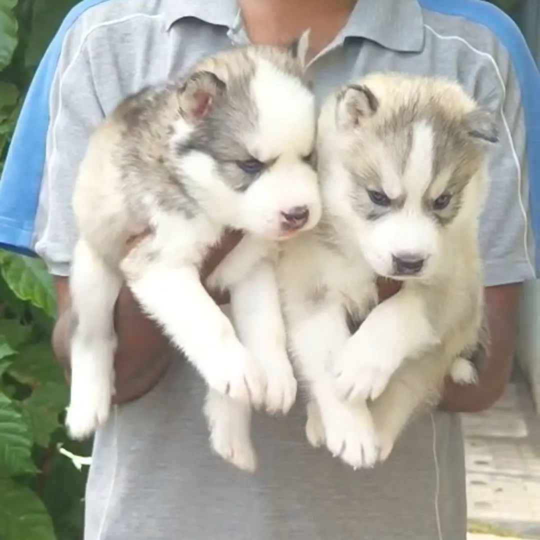 puppies_image