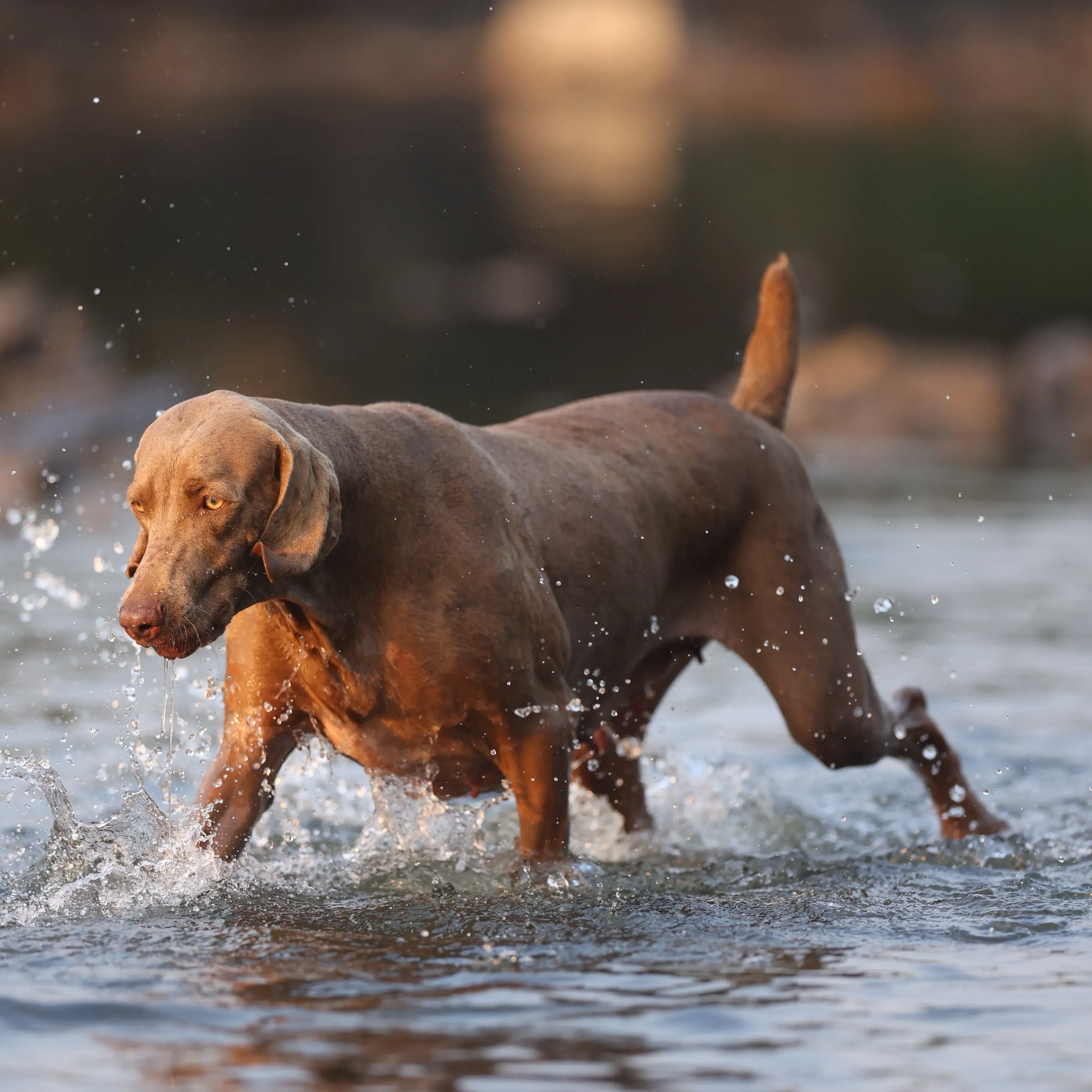 puppie_image