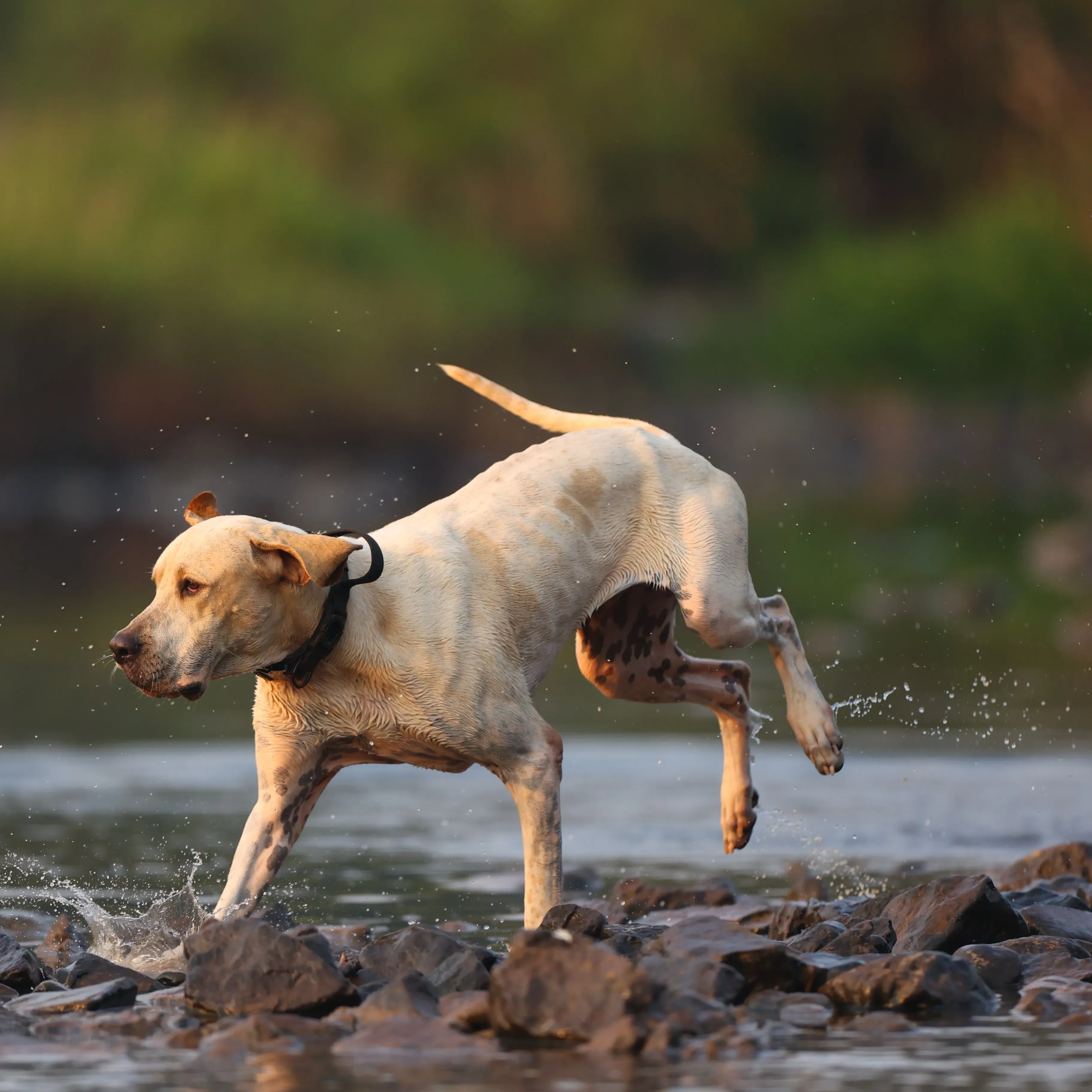 puppie_image