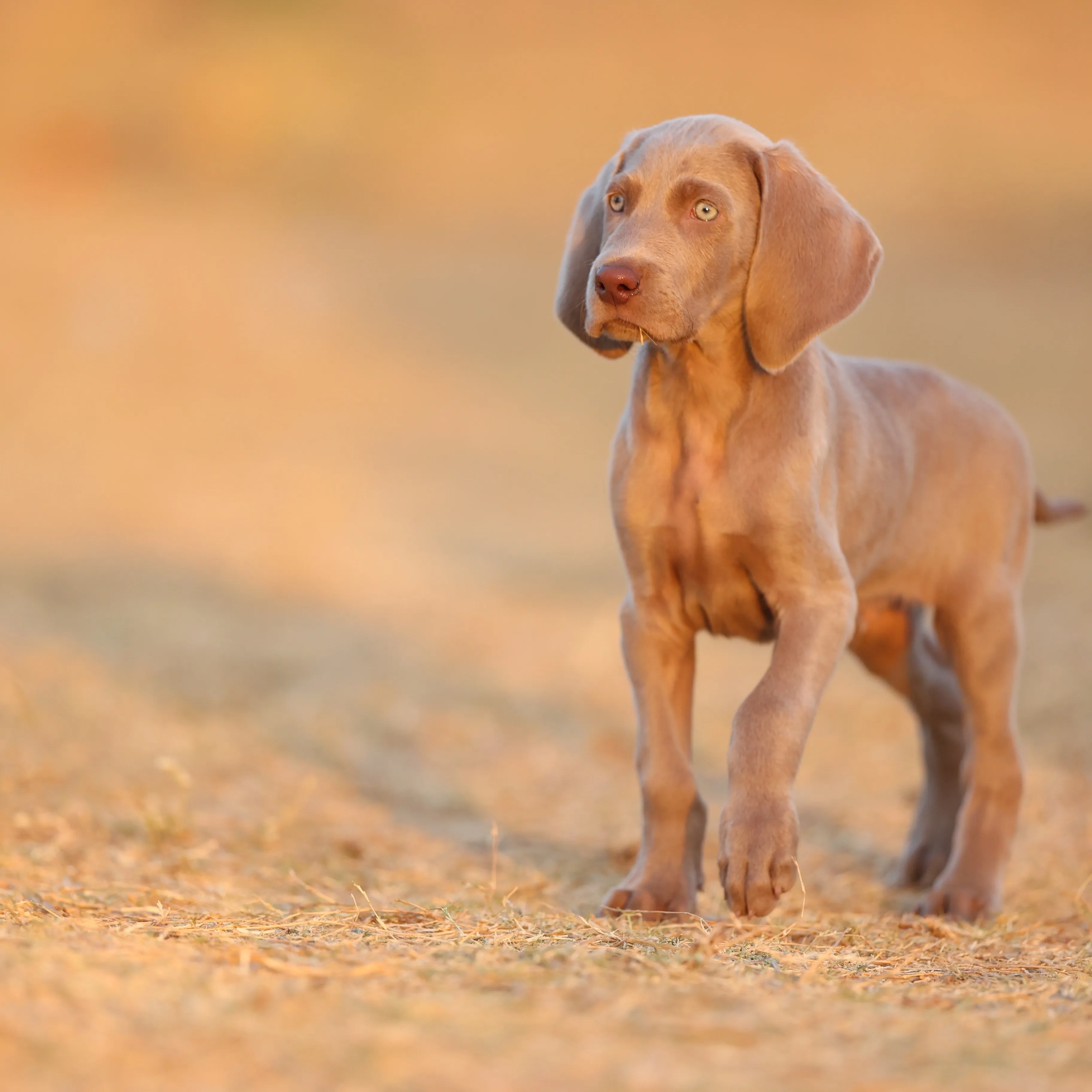 puppies_image