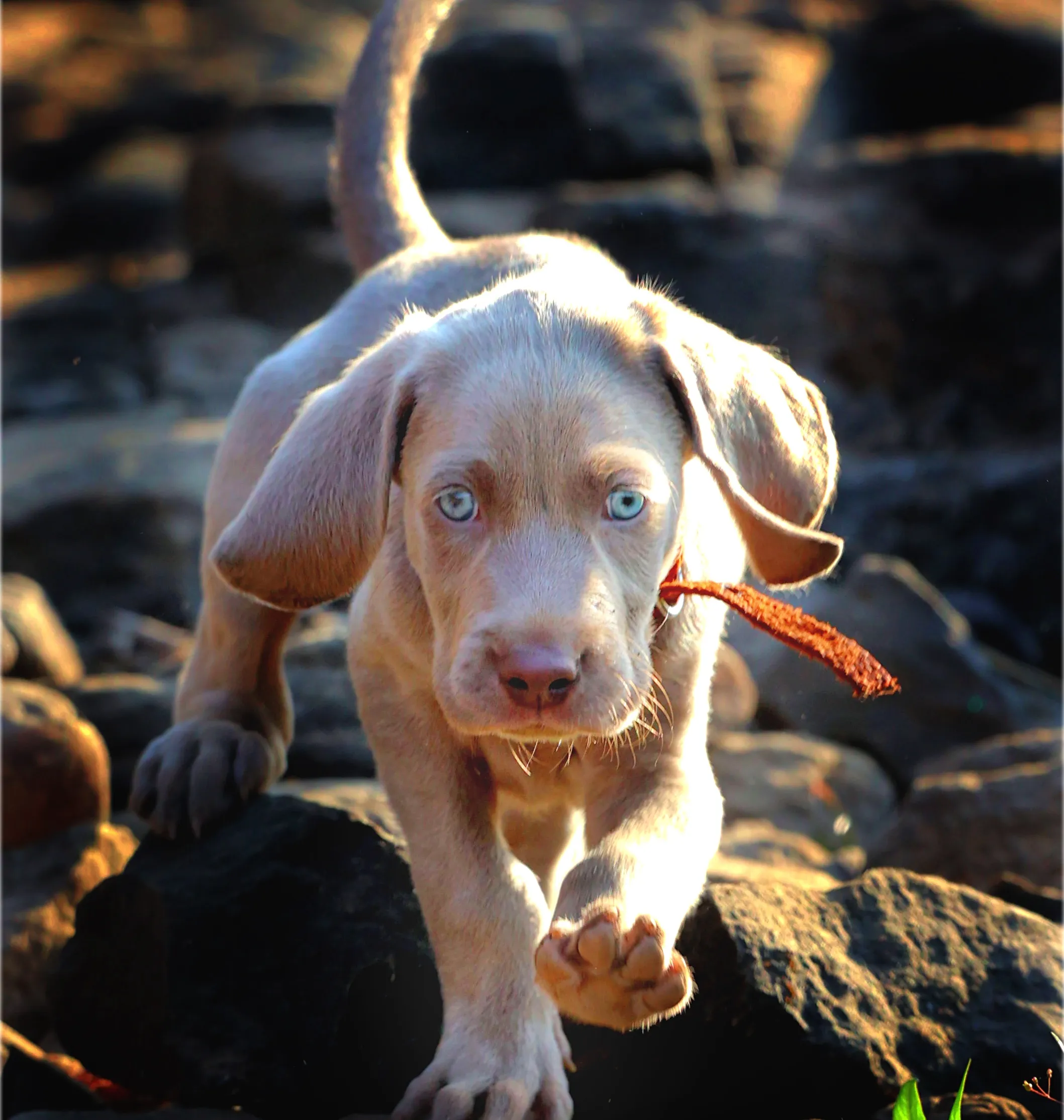 puppies_image