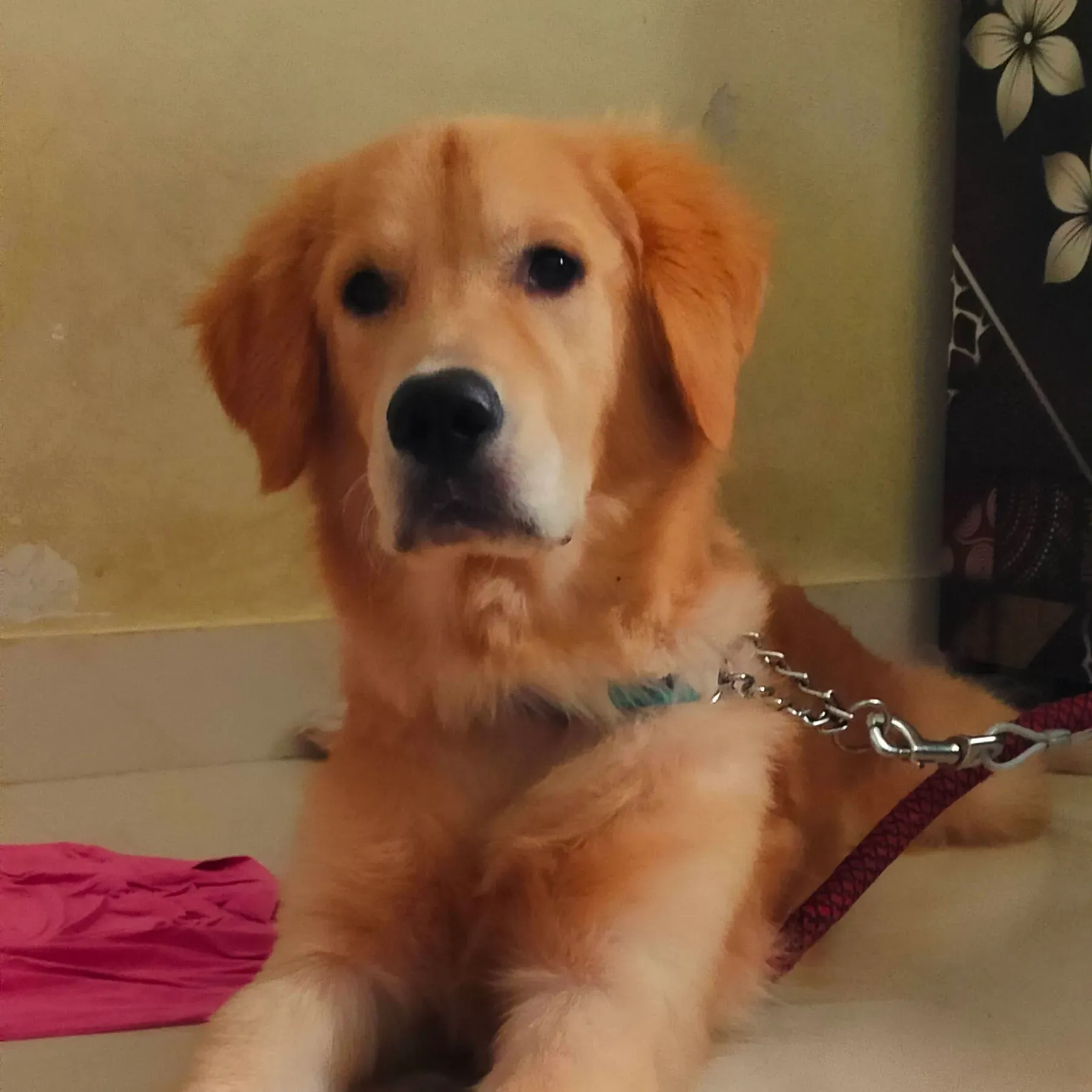 puppie_image