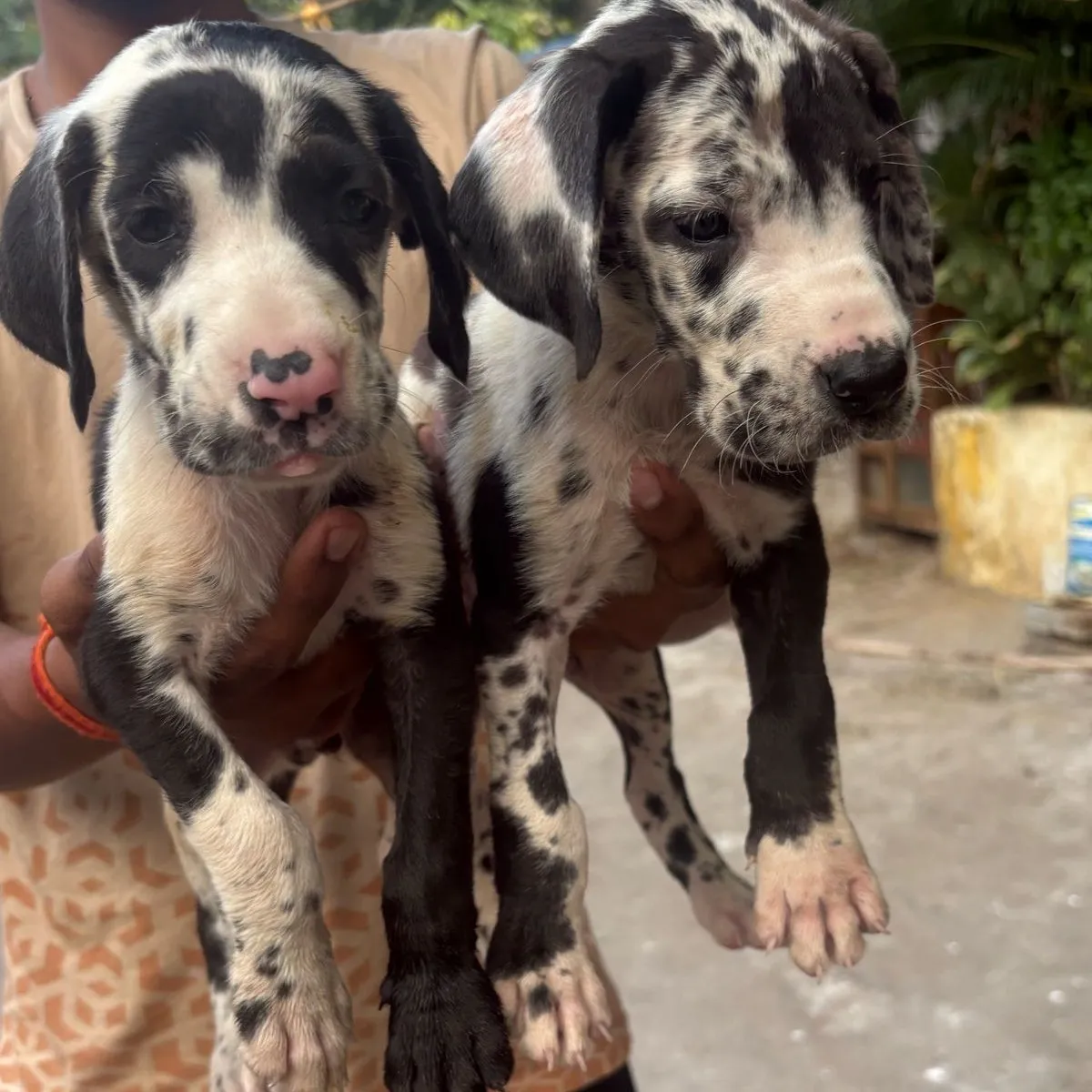 puppie_image