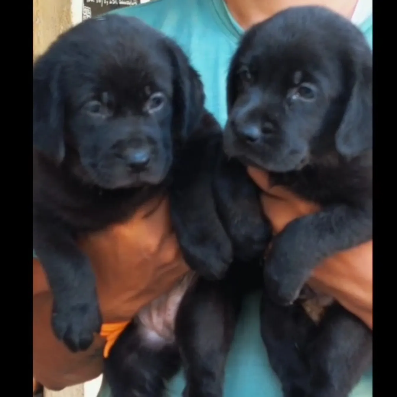 puppies_image