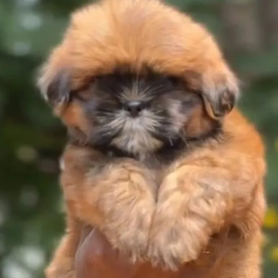 puppies_image