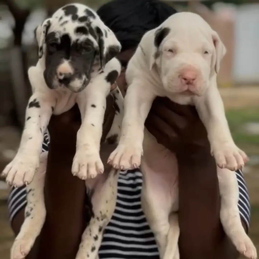 puppie_image