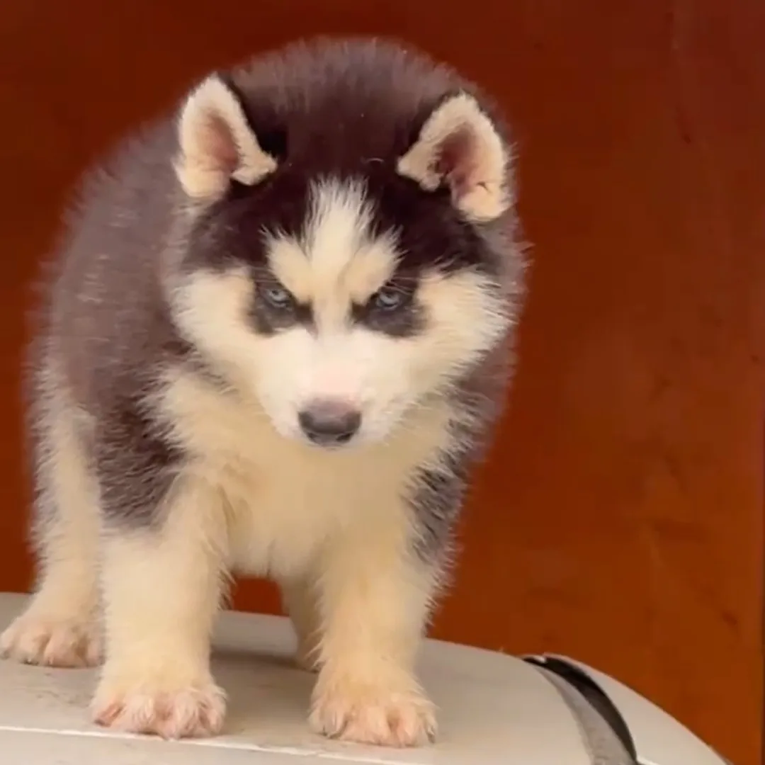puppies_image